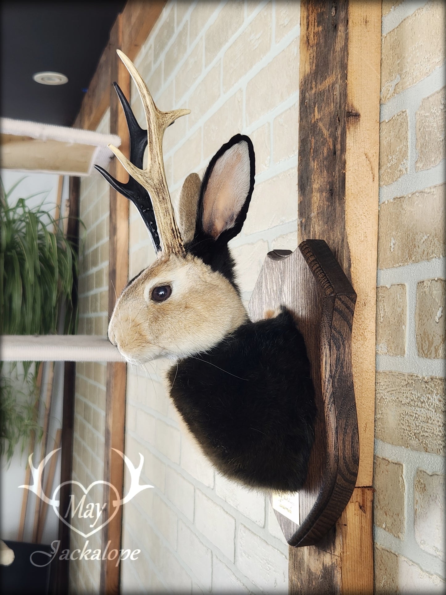 Harlequin Jackalope taxidermy with hazel eyes and real antlers