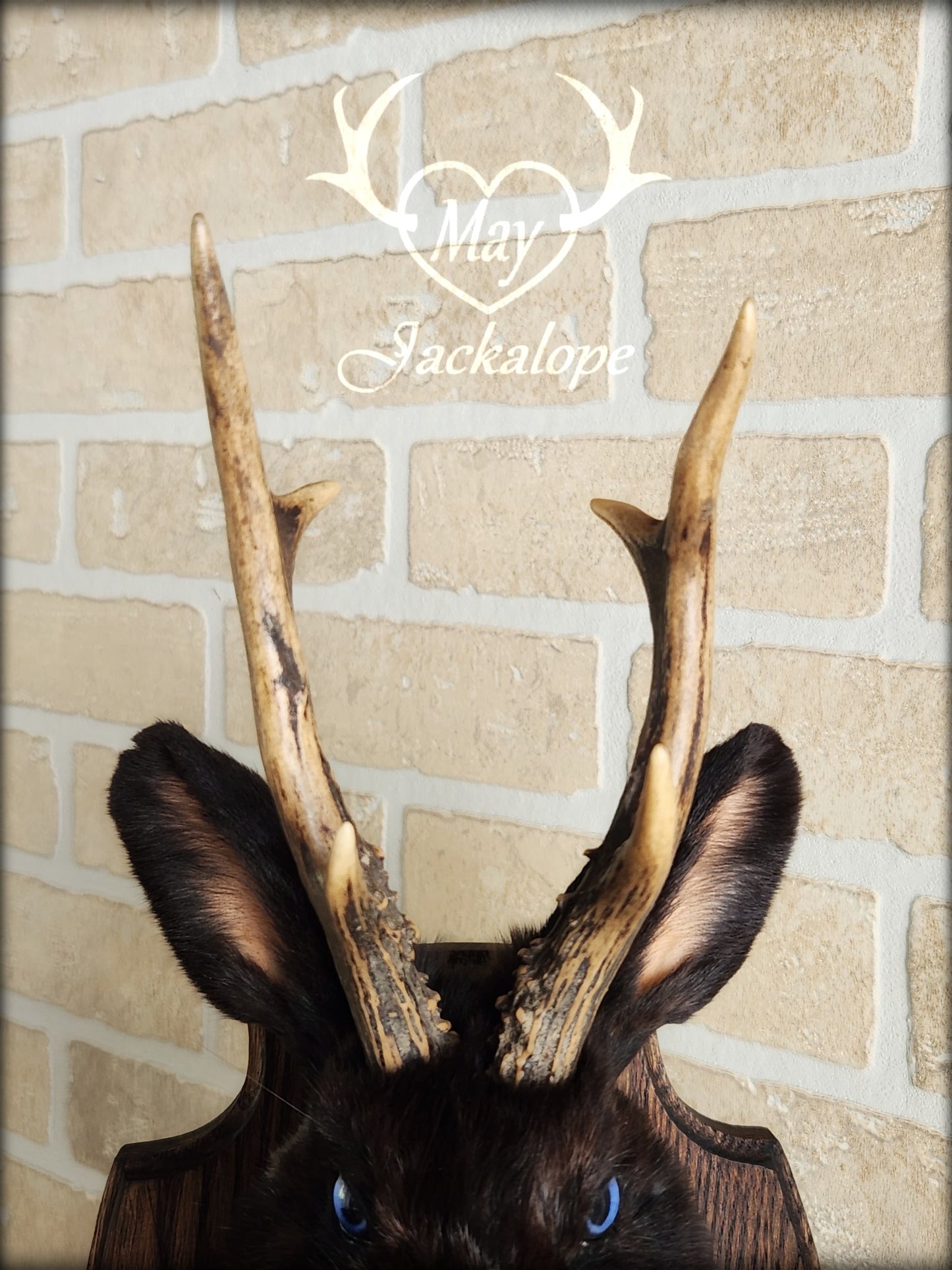 Small black jackalope taxidermy with blue eyes & real antlers