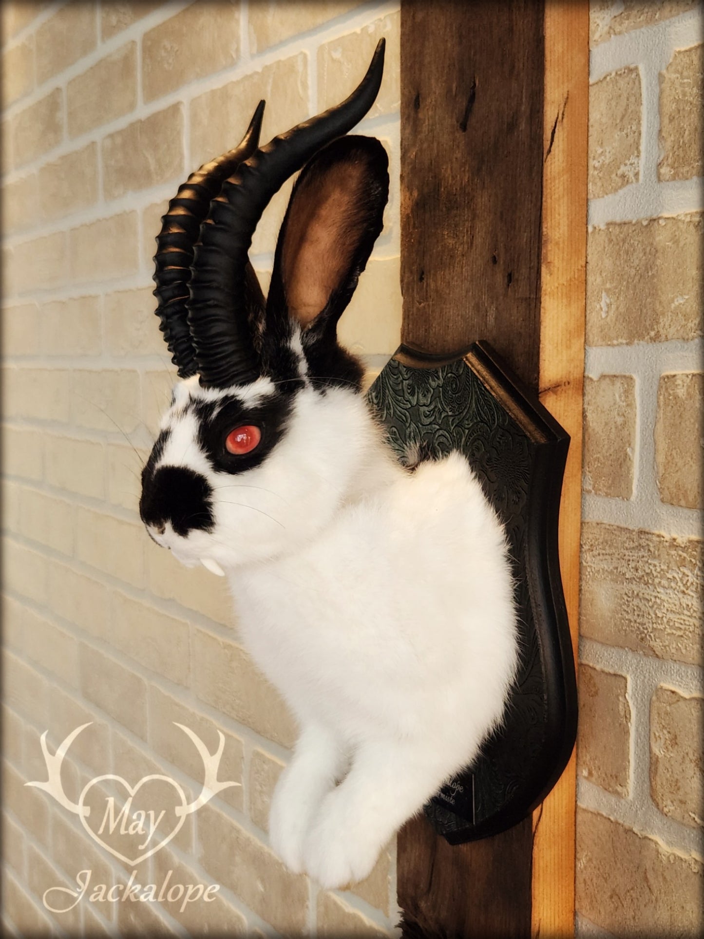 Black & white Jackalope taxidermy with red eyes, fangs & black horns replica