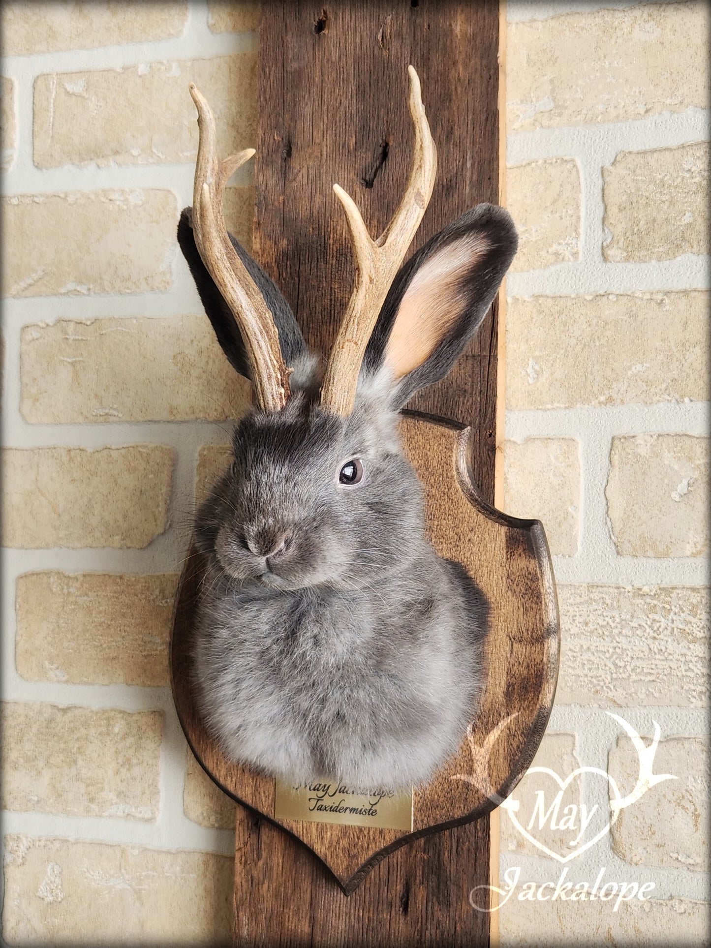 Small blue jackalope taxidermy with brown eyes & real antlers