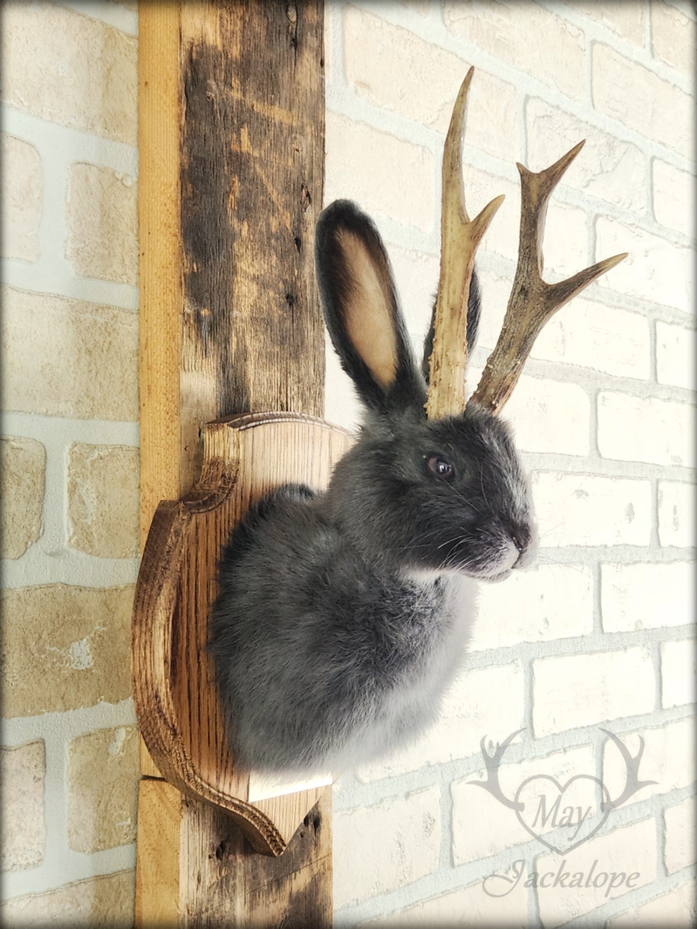 Petite taxidermie de jackalope gris-bleu aux yeux foncés avec vrai panache.