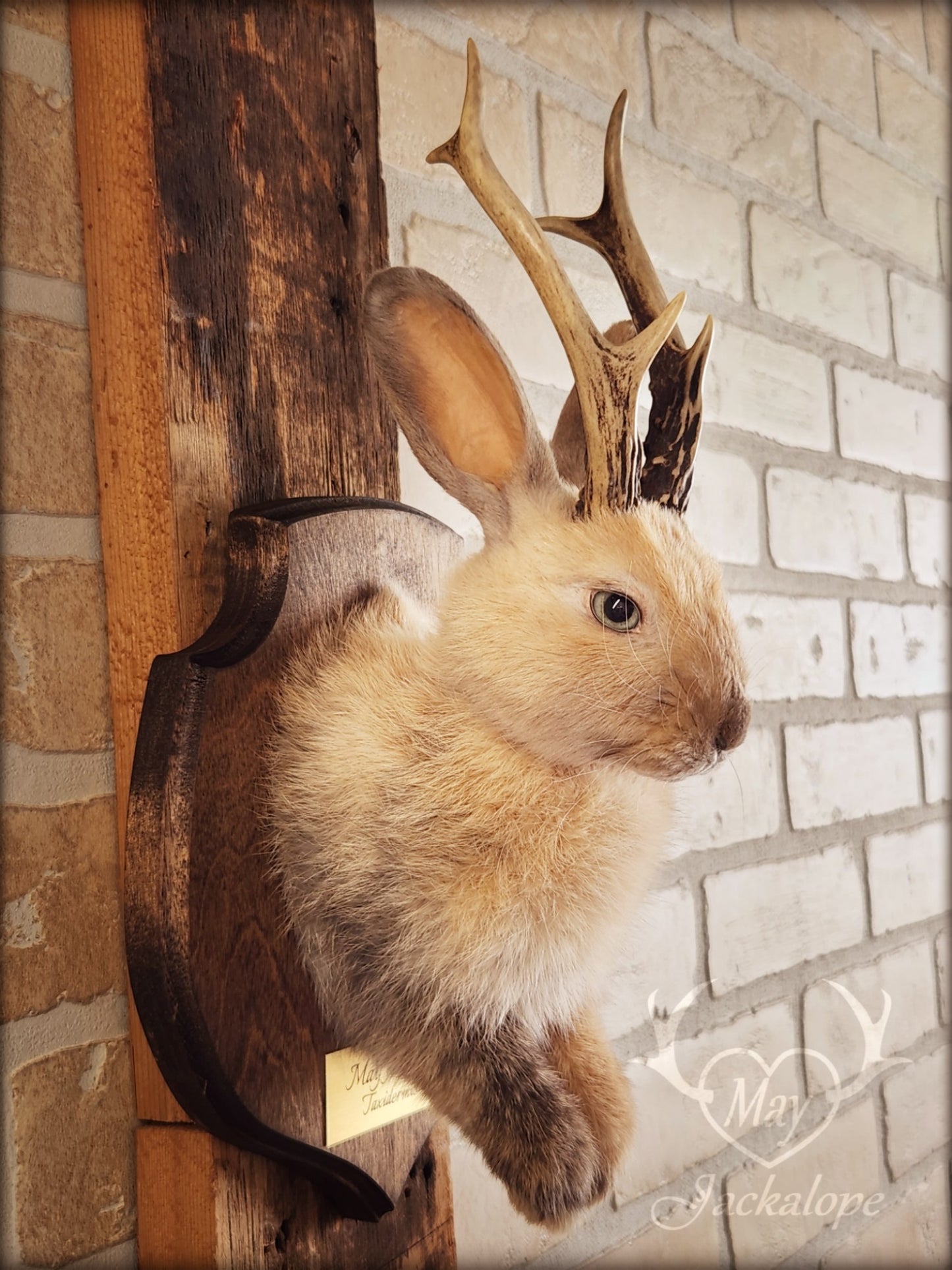 Small jackalope taxidermy, harlequin fur with blue eyes & real antlers