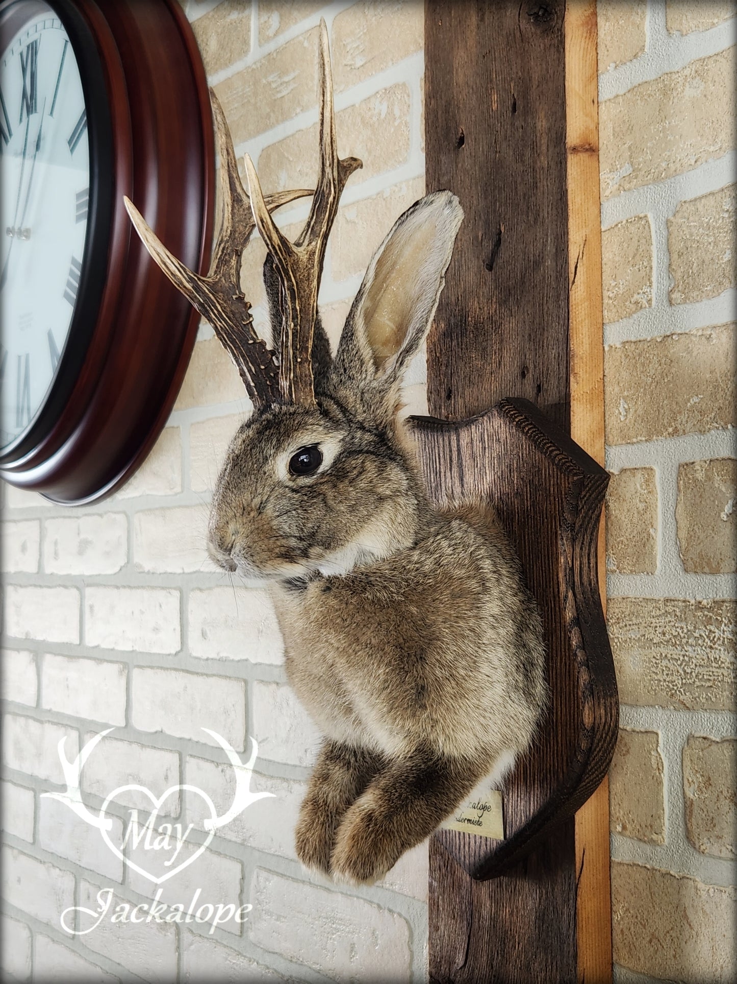 Taxidermie de Jackalope brun naturel avec des yeux foncés et de vraies bois.