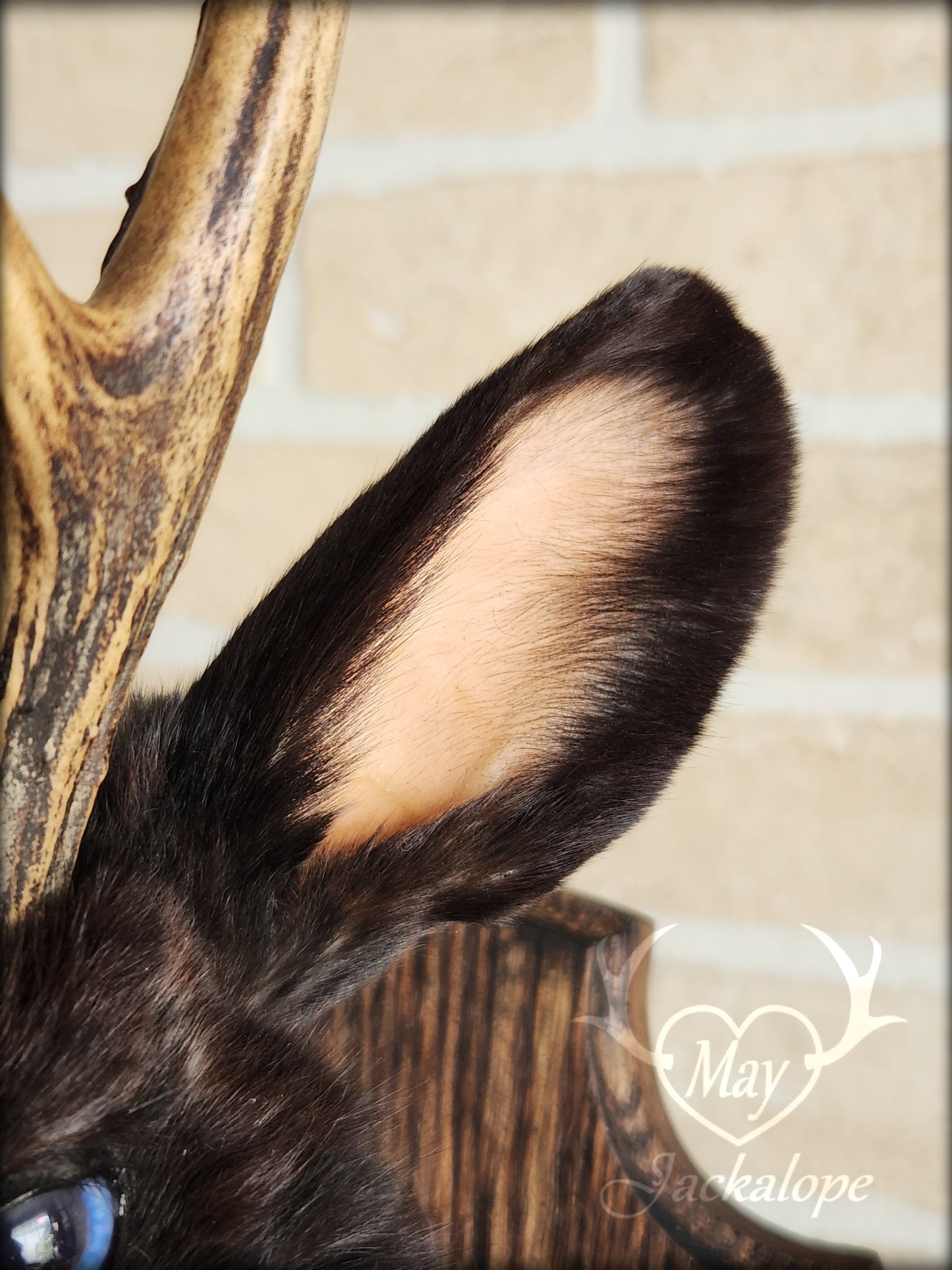 Small black jackalope taxidermy with blue eyes & real antlers