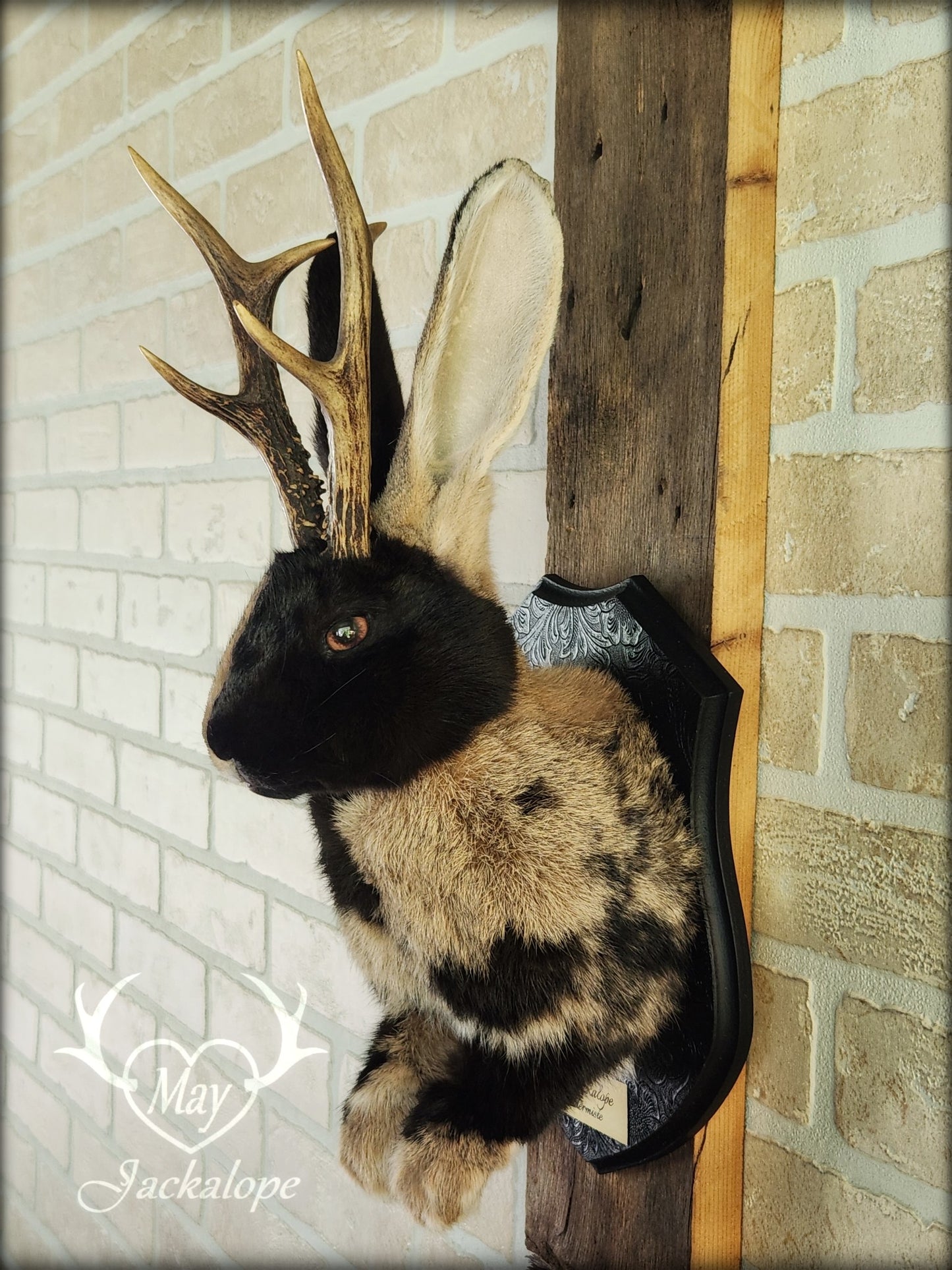 Taxidermie de Jackalope Harlequin brun