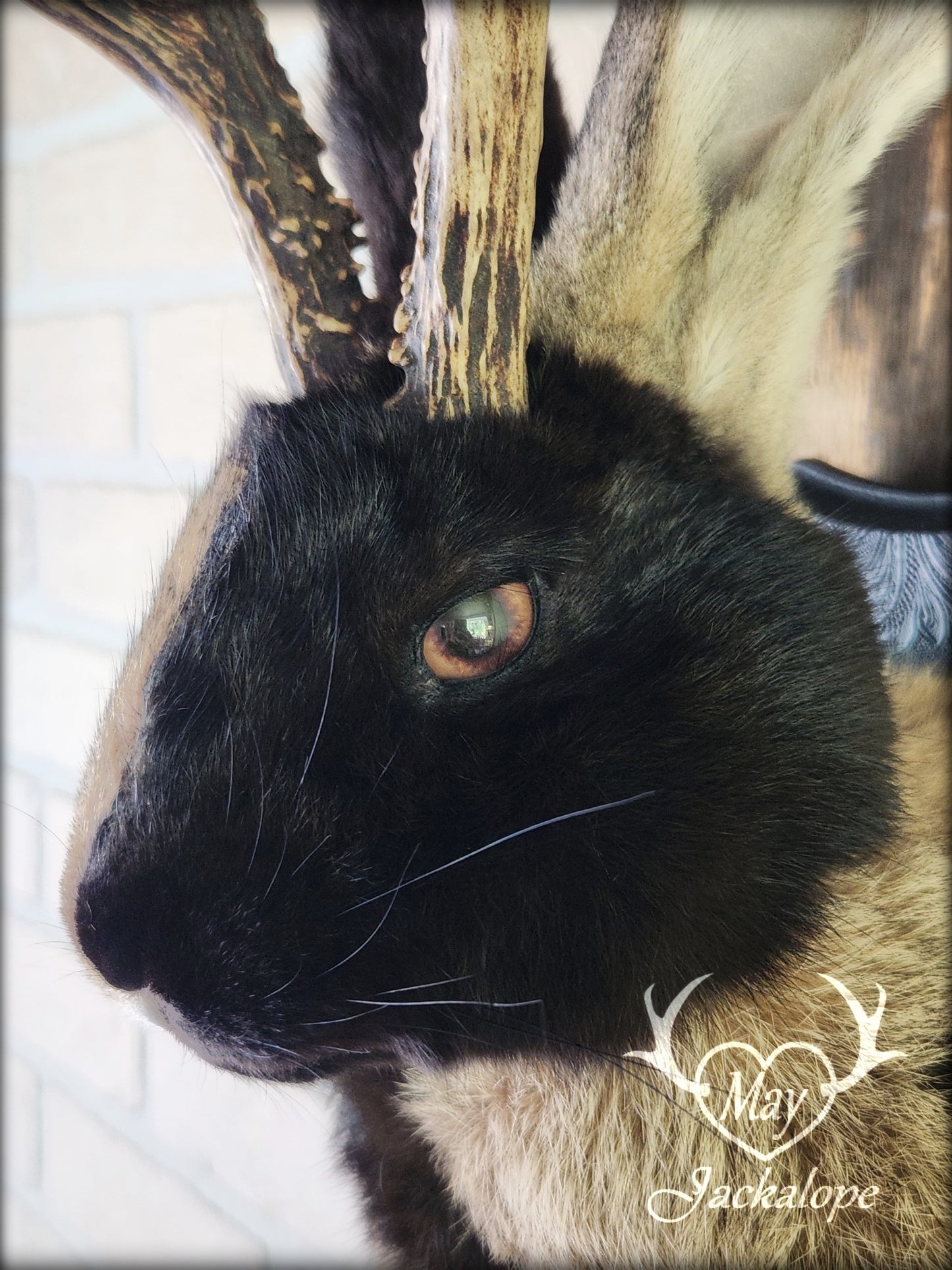 Taxidermie de Jackalope Harlequin brun
