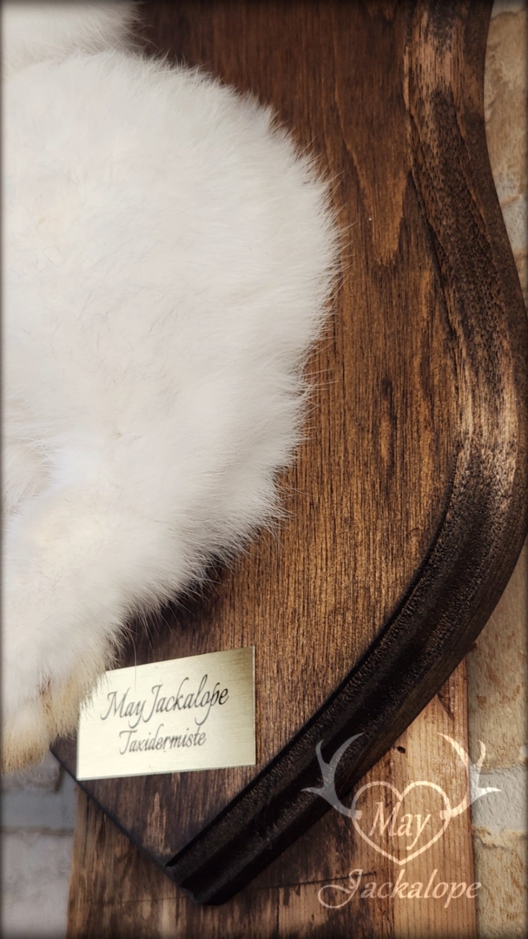 White and light brown jackalope taxidermy with teal eyes & real antlers