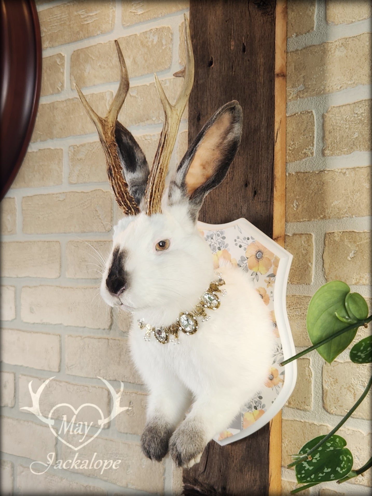 White and grey Jackalope taxidermy with yellow eyes and real antlers