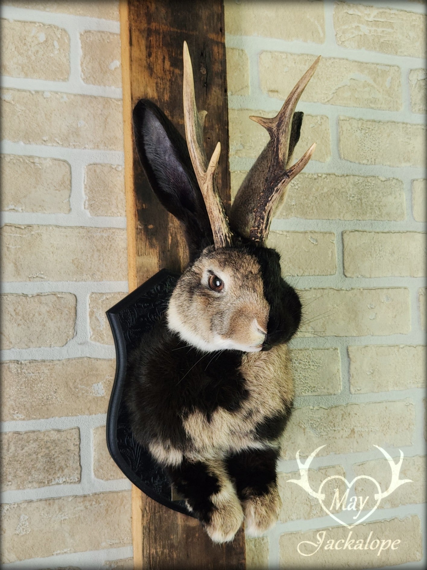 Taxidermie de Jackalope Harlequin brun