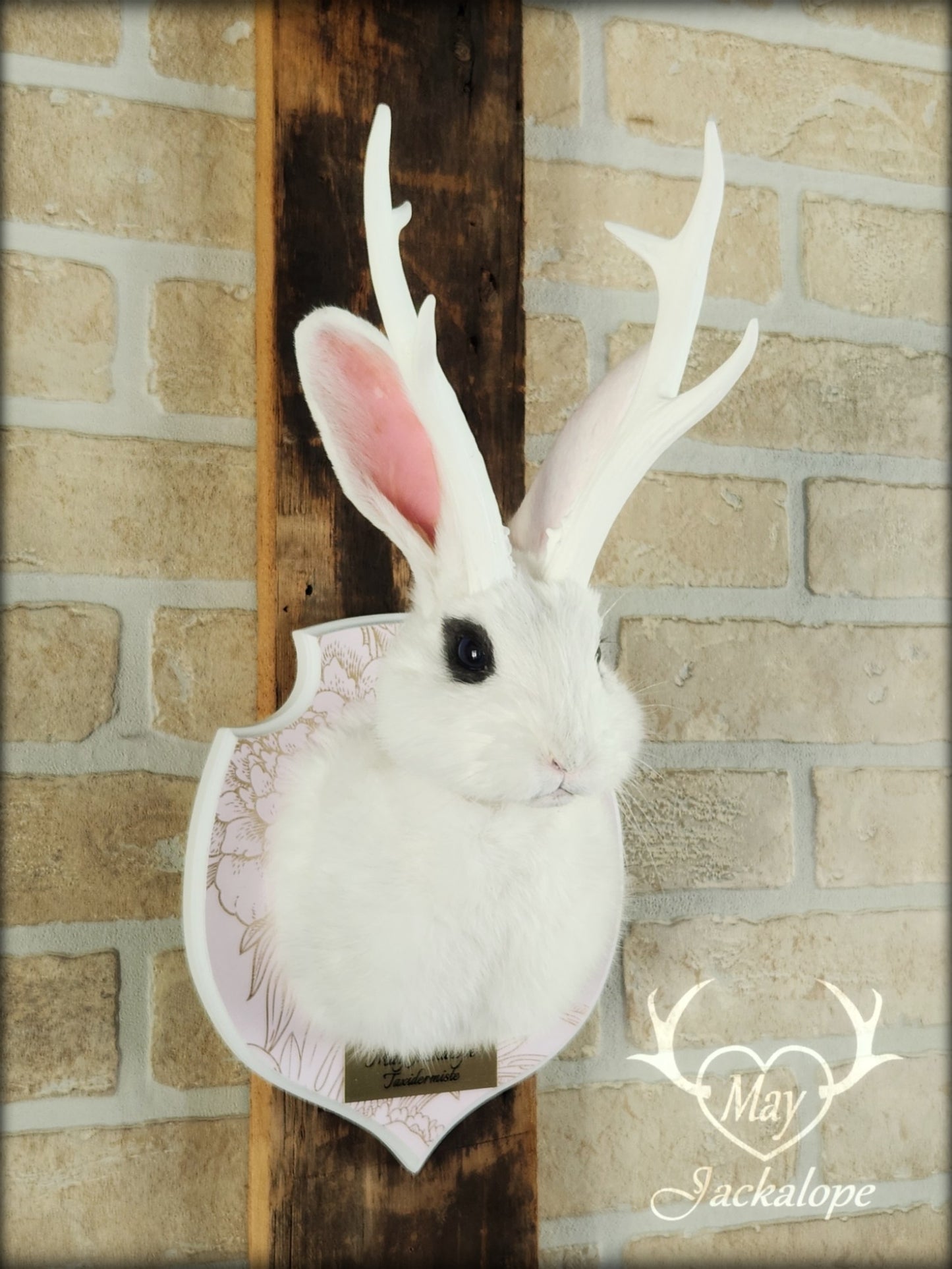 Petite taxidermie de jackalope blanc aux yeux bleus foncé avec réplique de panache.