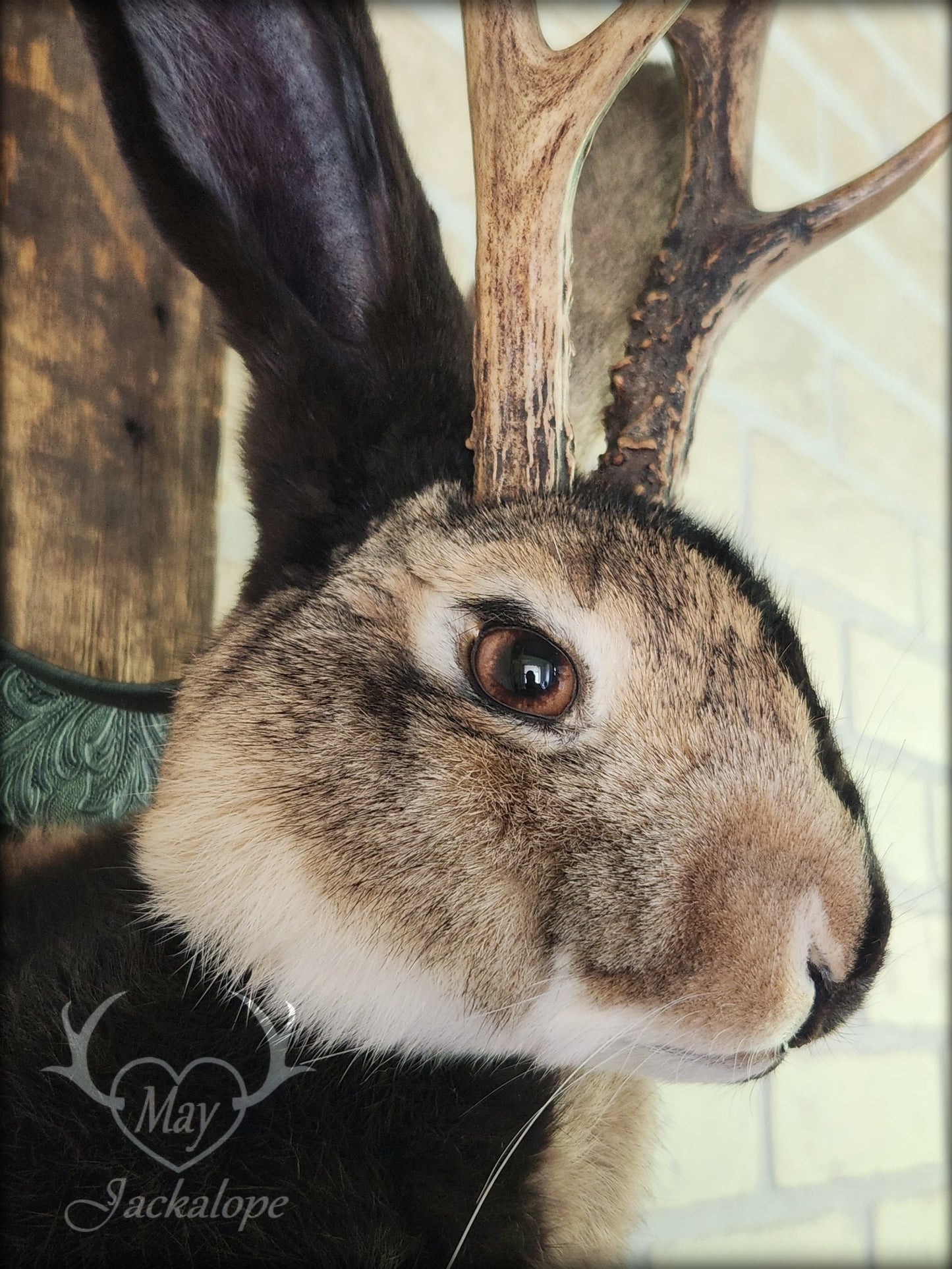 Taxidermie de Jackalope Harlequin brun