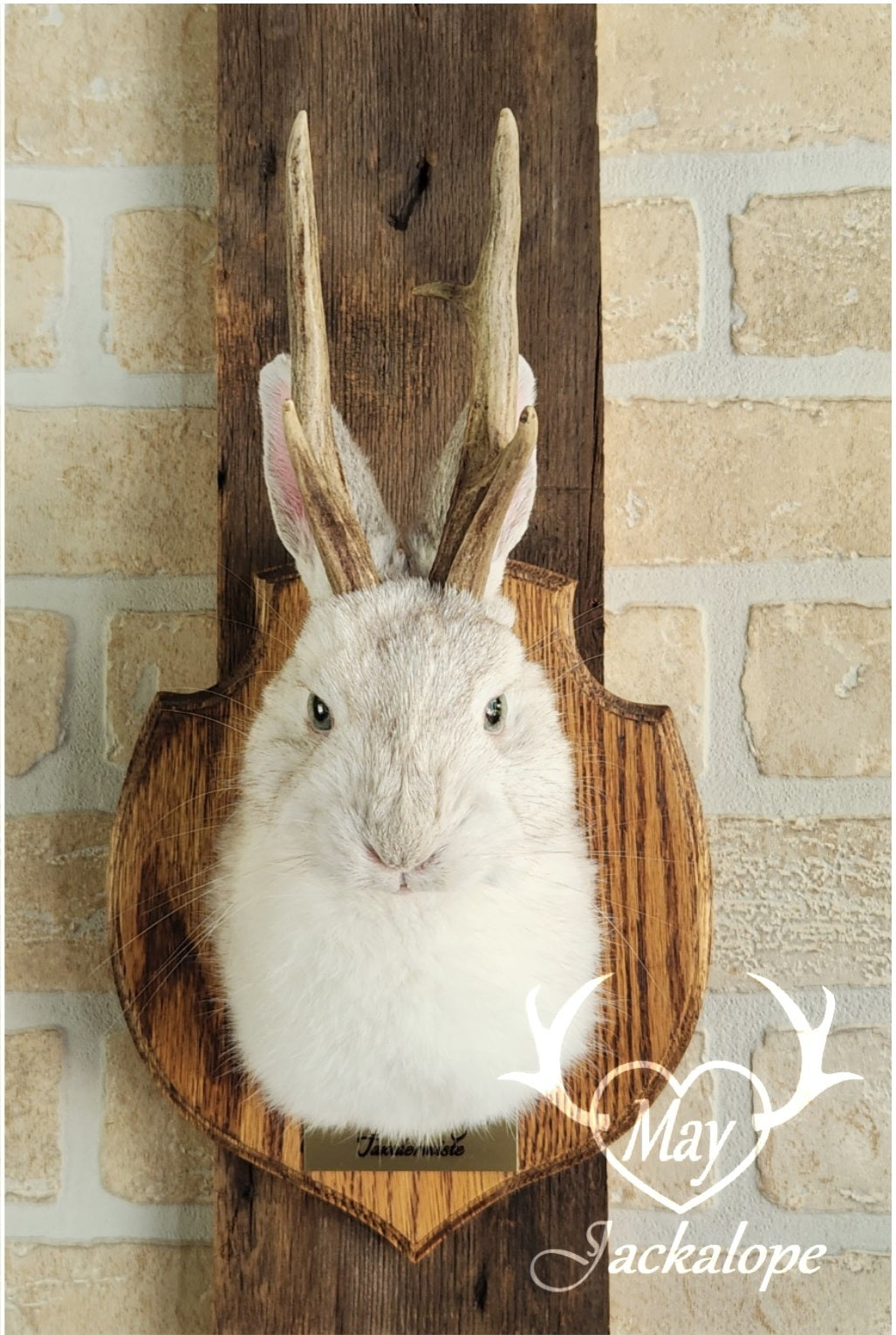 Taxidermie d'un mini jackalope pâle avec un vrai panache