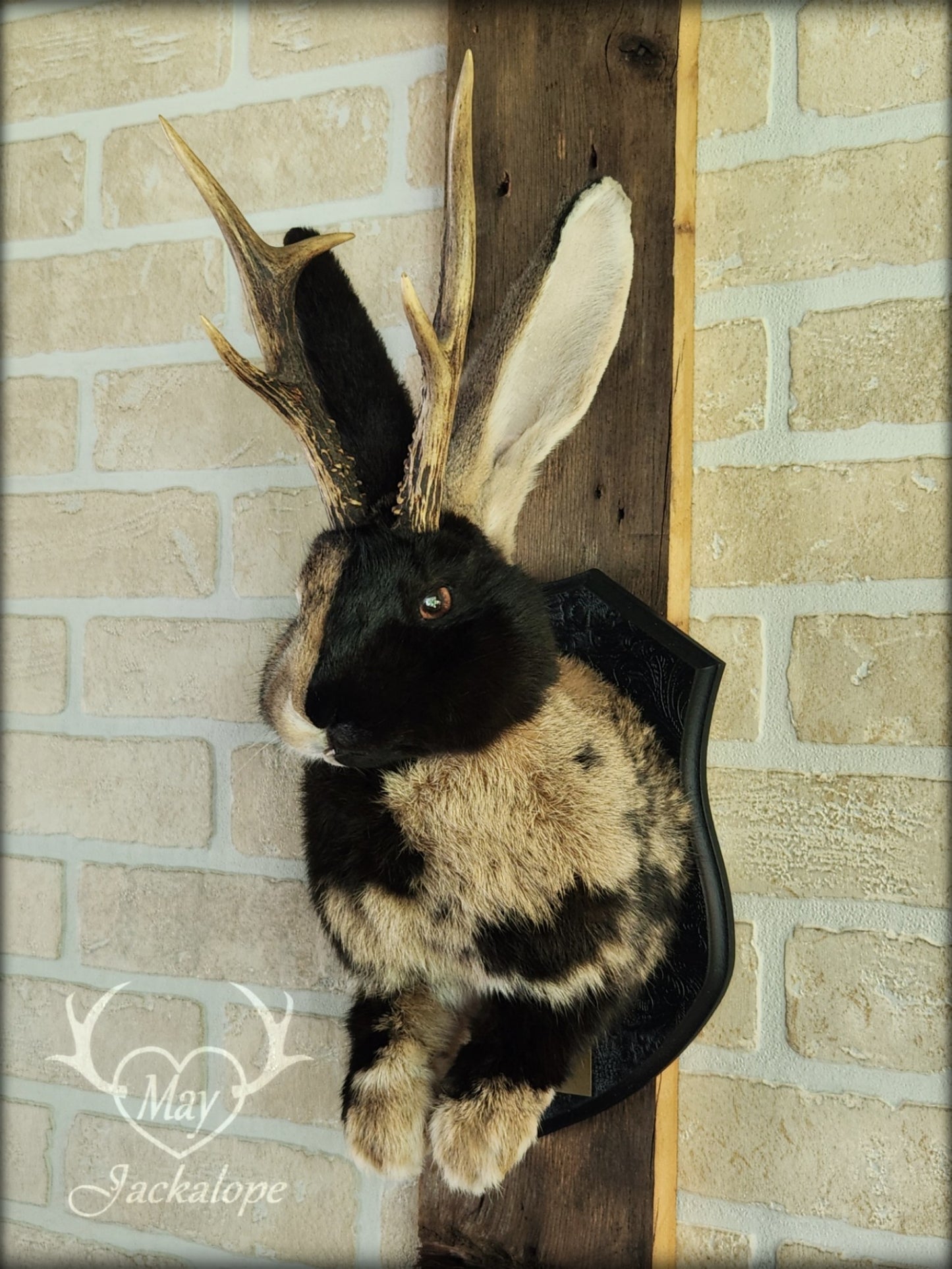 Taxidermie de Jackalope Harlequin brun