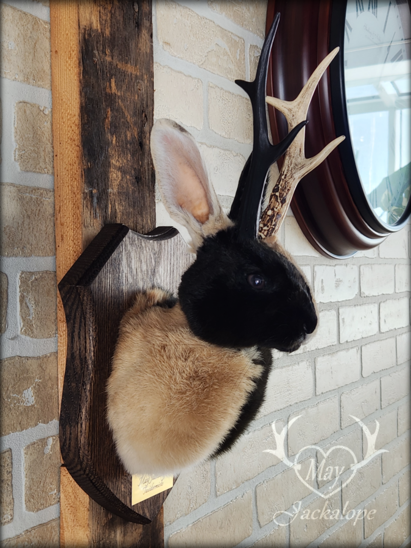 Harlequin Jackalope taxidermy with hazel eyes and real antlers