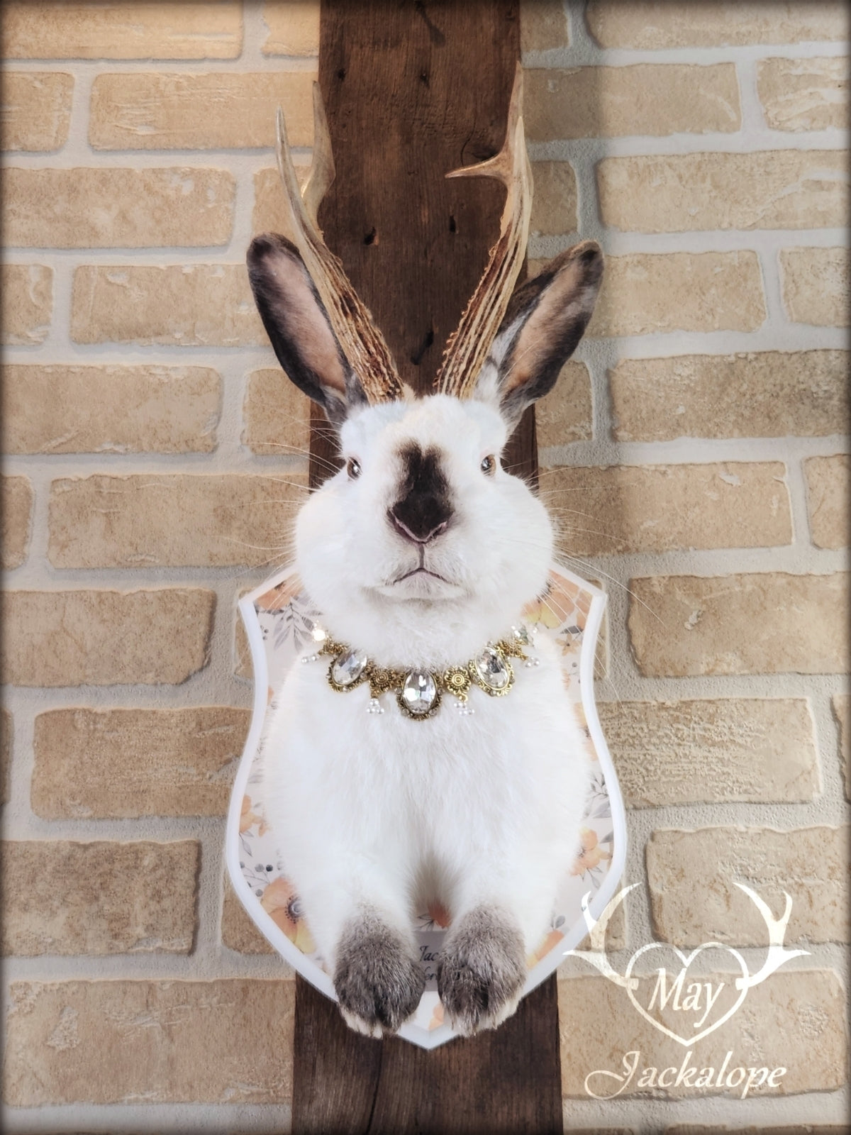 White and grey Jackalope taxidermy with yellow eyes and real antlers