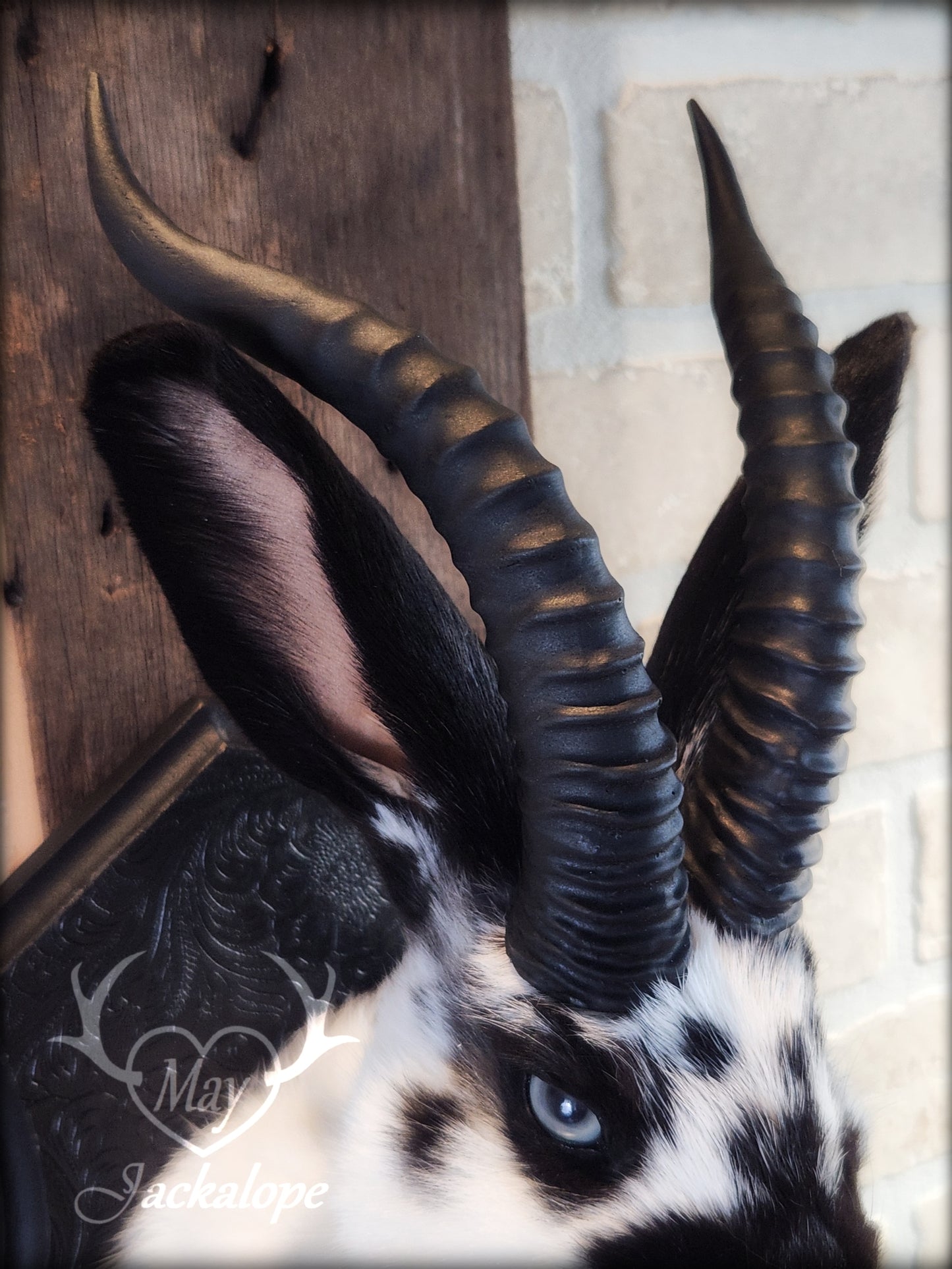 Small white & black Jackalope taxidermy with grey eyes and horns replica