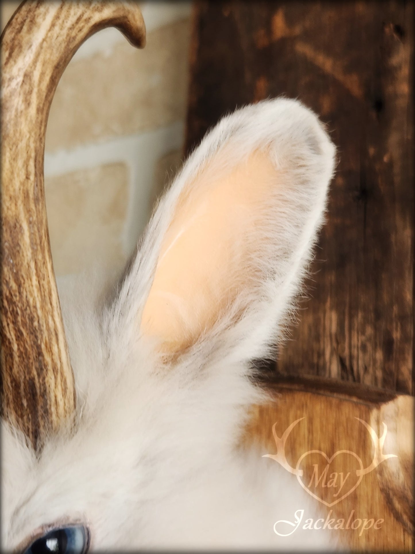 Small white jackalope taxidermy with blue eyes & real antlers