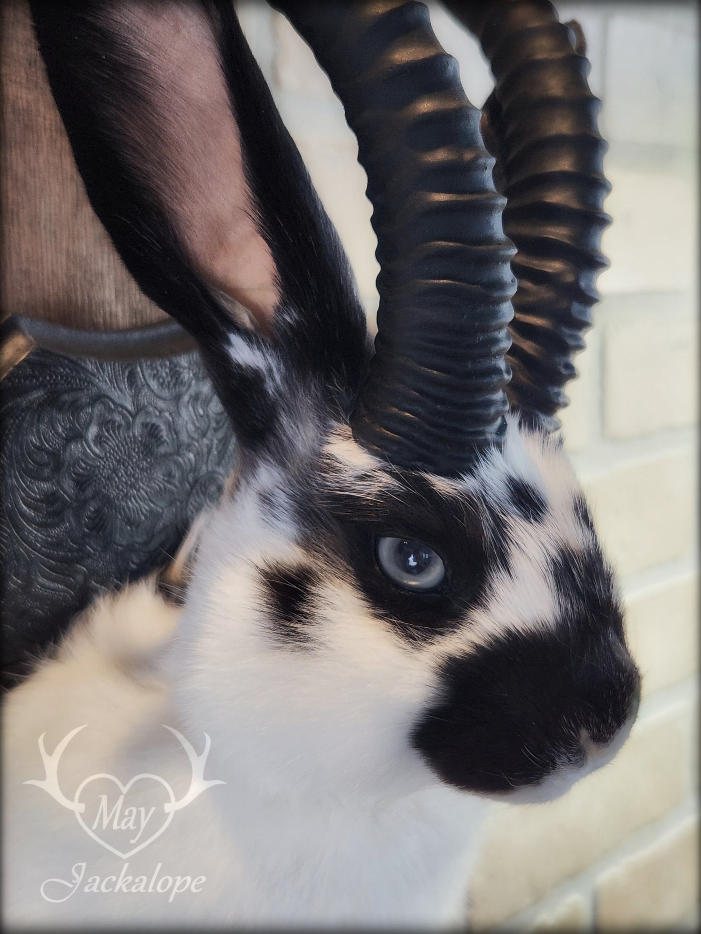 Small white & black Jackalope taxidermy with grey eyes and horns replica