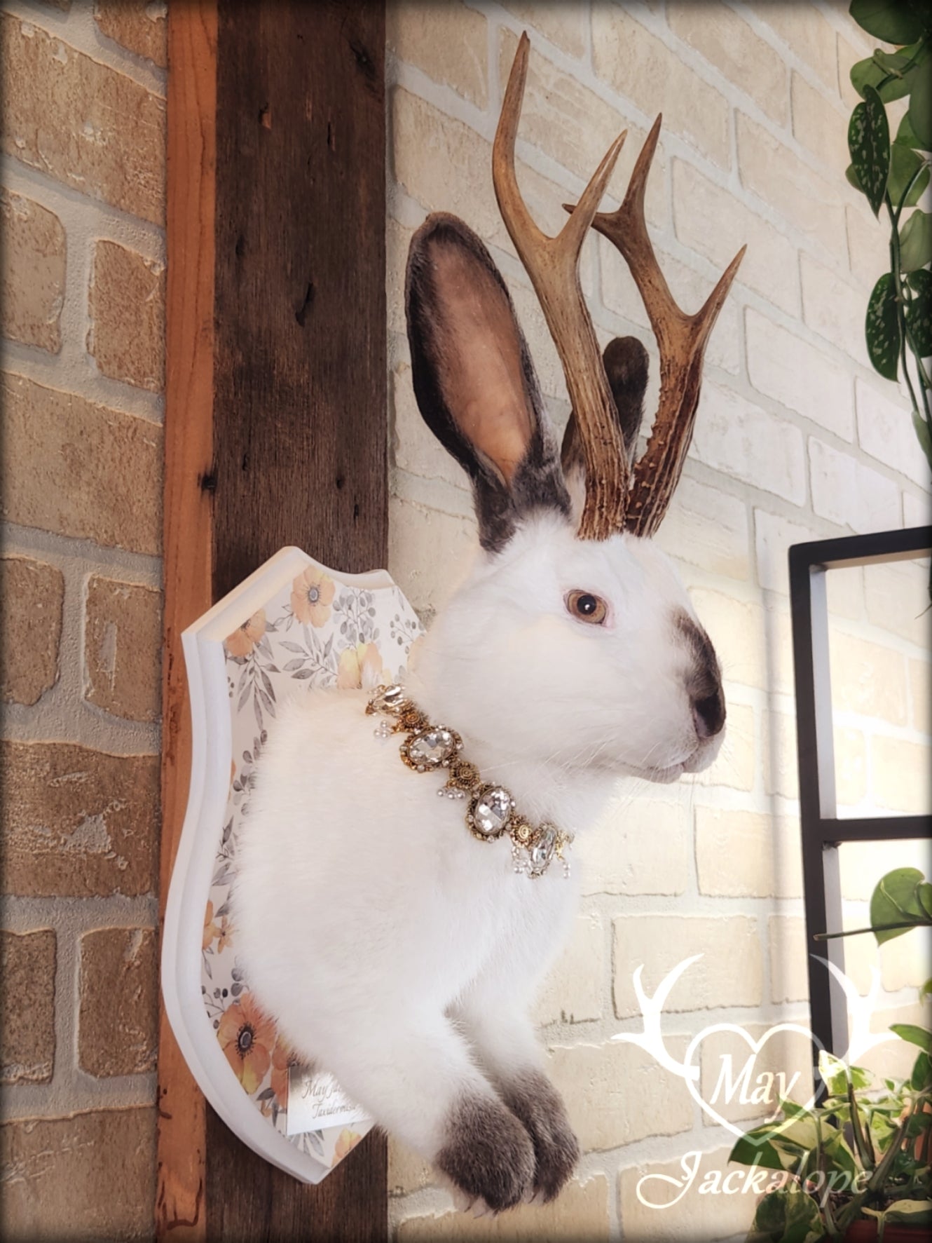 White and grey Jackalope taxidermy with yellow eyes and real antlers