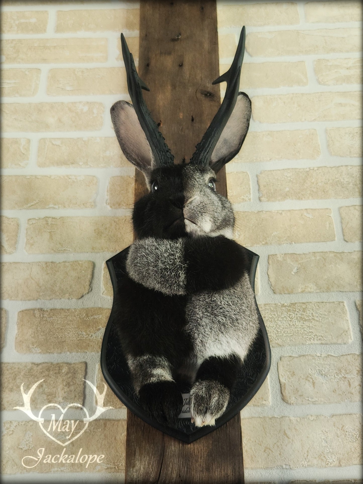 Grey harlequin jackalope taxidermy