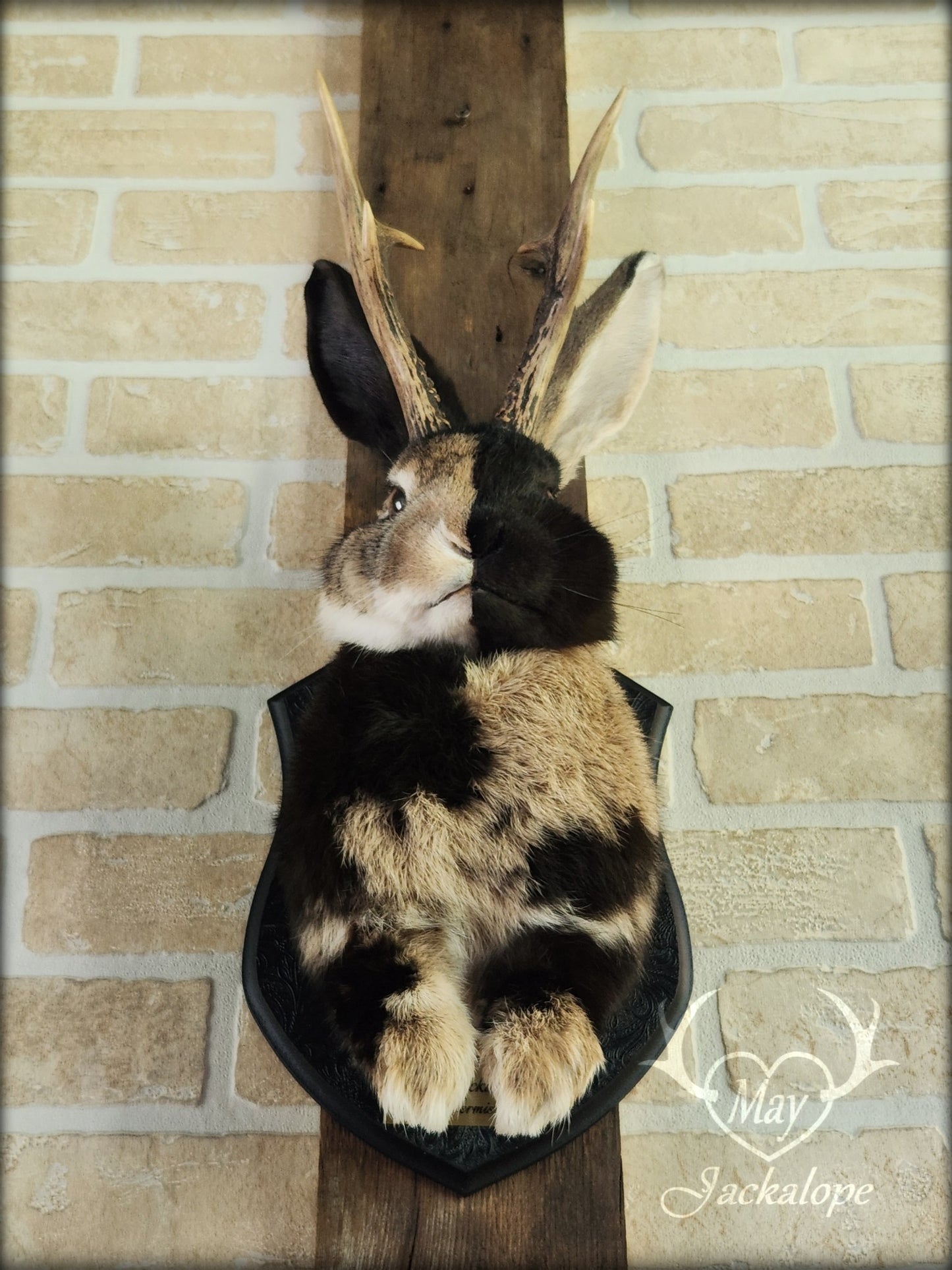 Taxidermie de Jackalope Harlequin brun