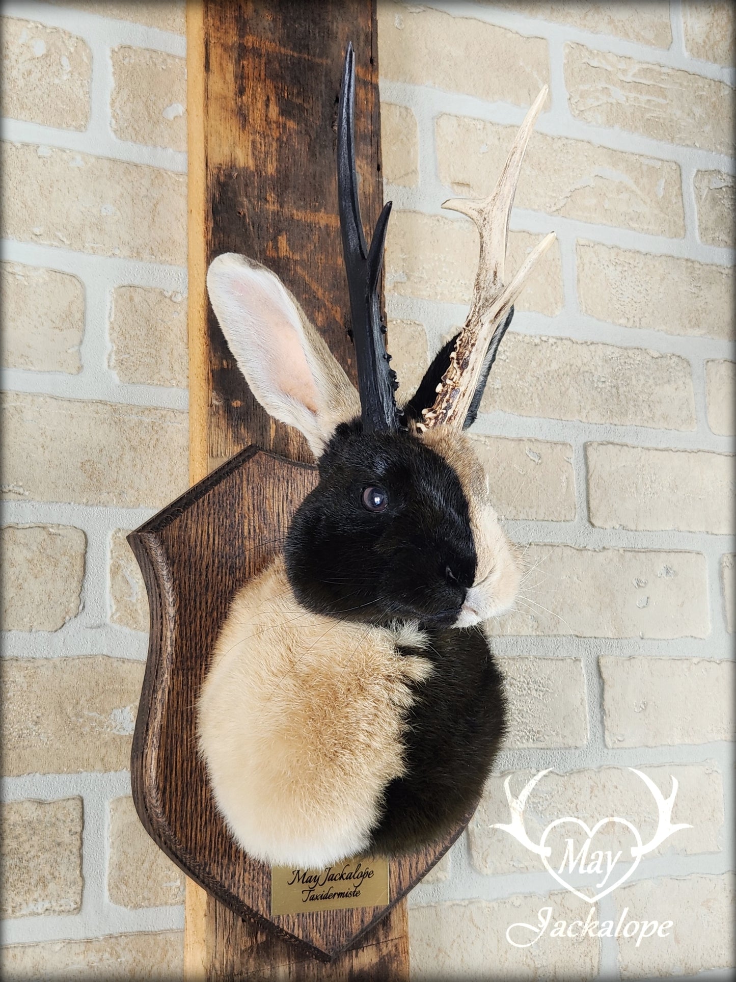 Harlequin Jackalope taxidermy with hazel eyes and real antlers