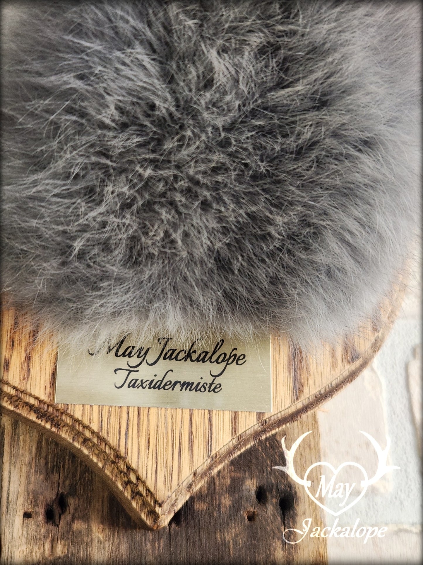 Petite taxidermie de jackalope gris-bleu aux yeux foncés avec vrai panache.