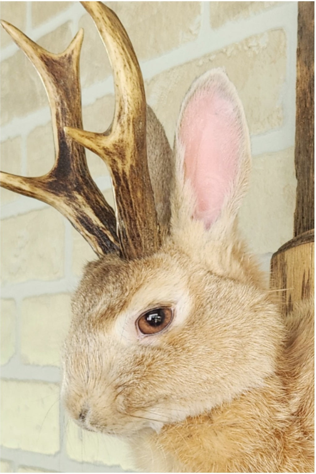 Taxidermies d'un minis jackalopes beige avec vrais un panaches