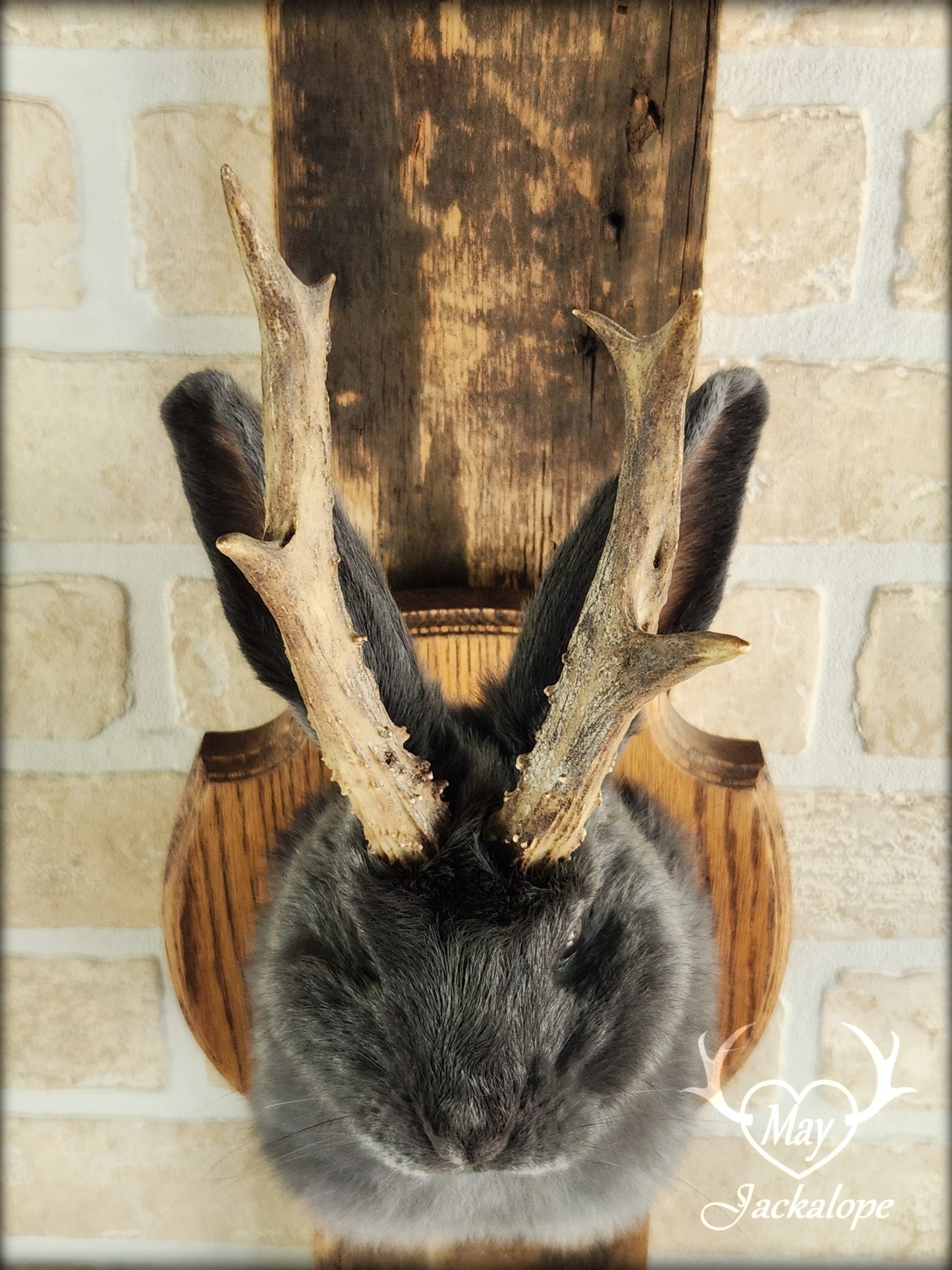 Petite taxidermie de jackalope gris-bleu aux yeux foncés avec vrai panache.