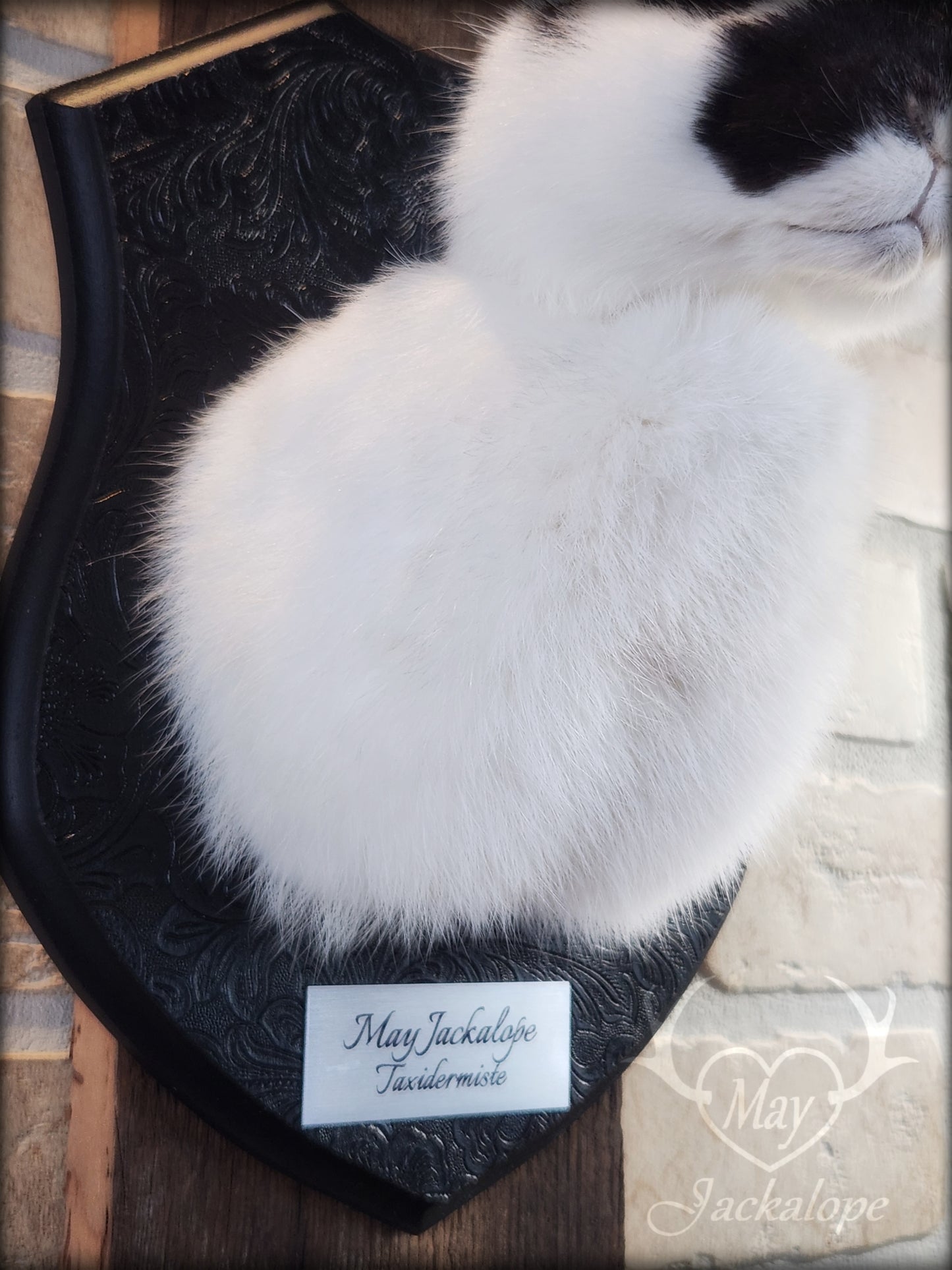 Small white & black Jackalope taxidermy with grey eyes and horns replica
