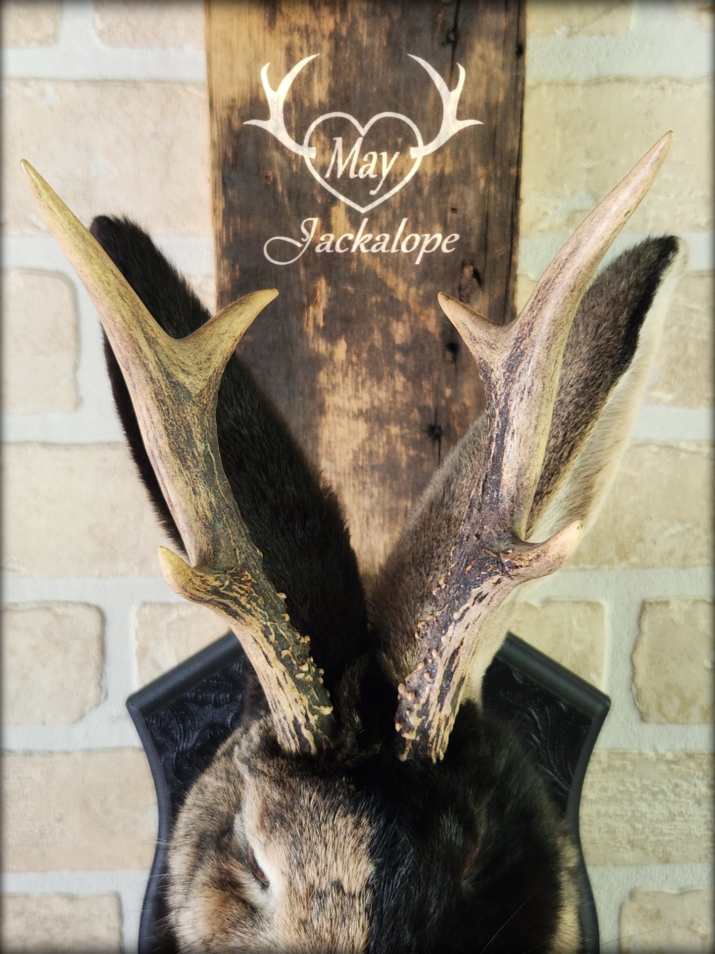 Taxidermie de Jackalope Harlequin brun