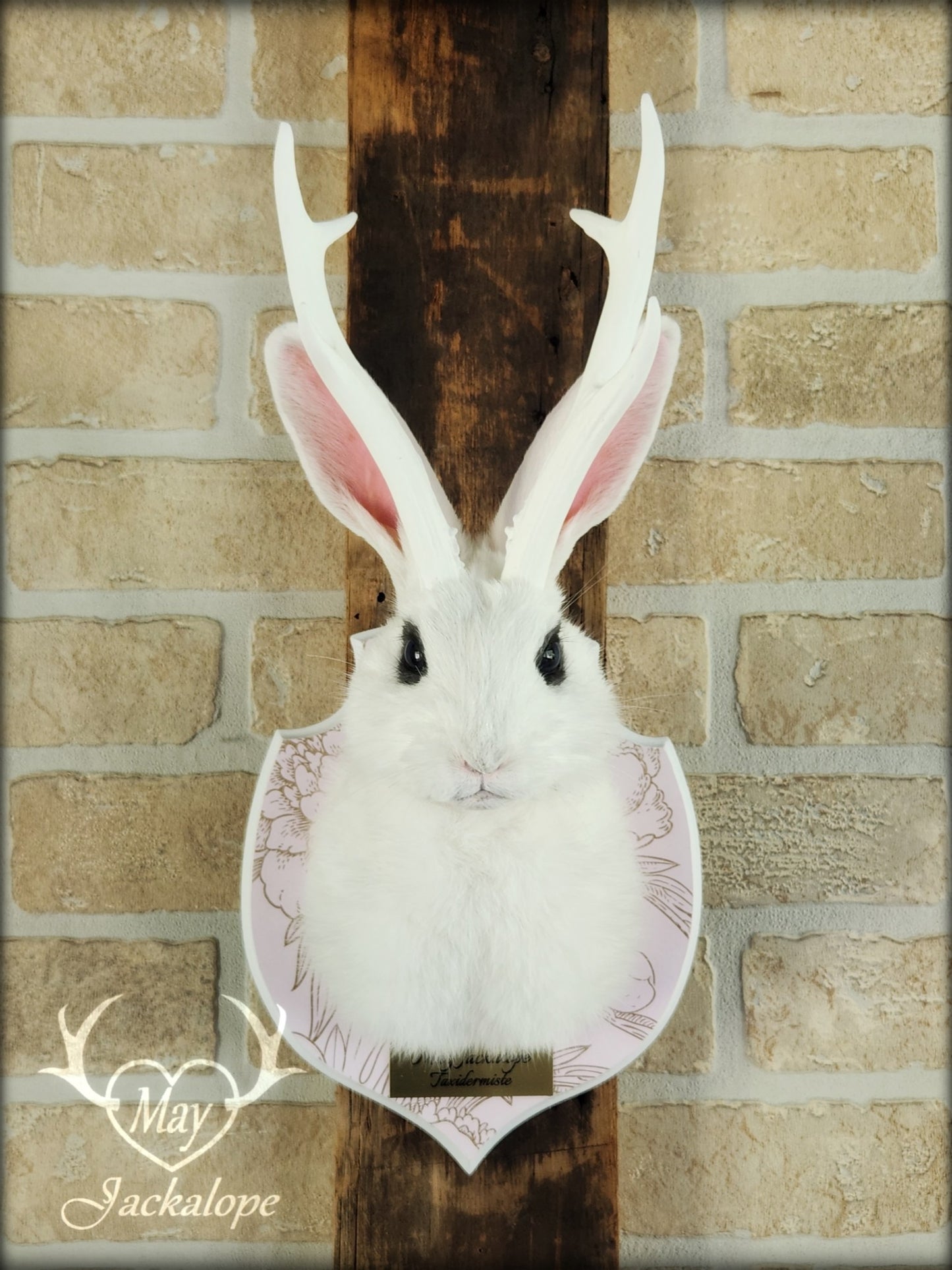 Petite taxidermie de jackalope blanc aux yeux bleus foncé avec réplique de panache.