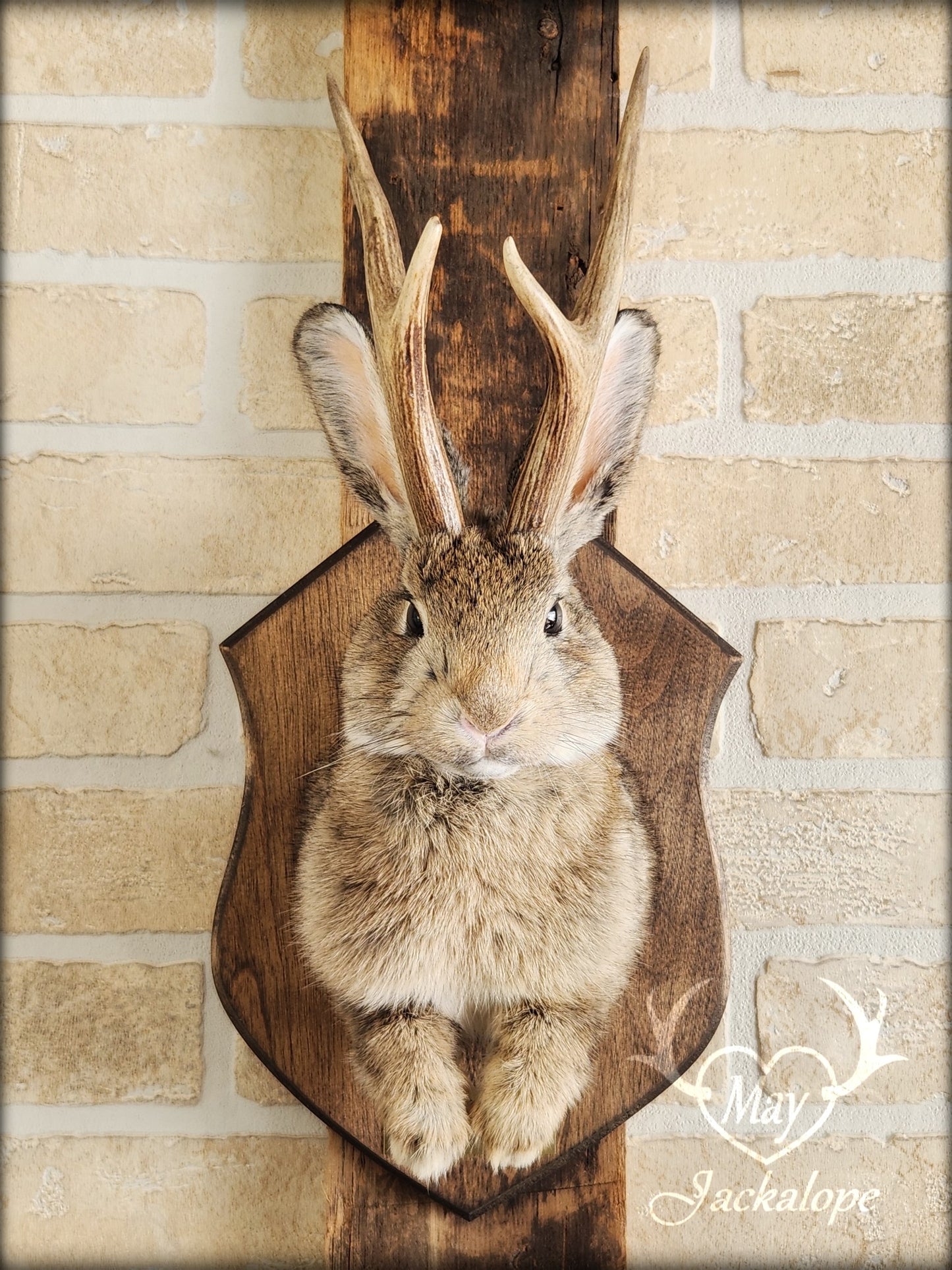 Brown jackalope taxidermy with dark eyes & real antlers