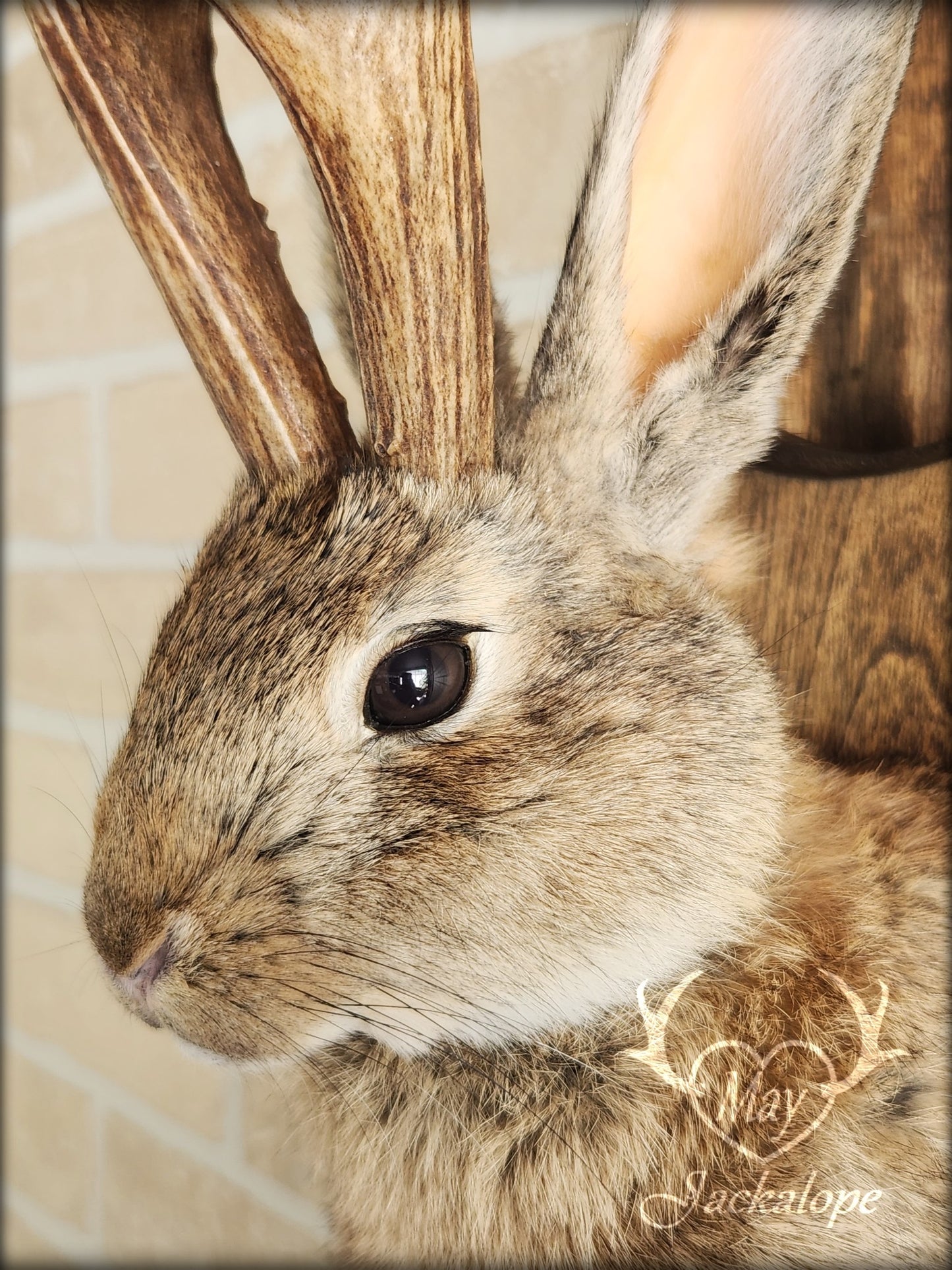 Brown jackalope taxidermy with dark eyes & real antlers