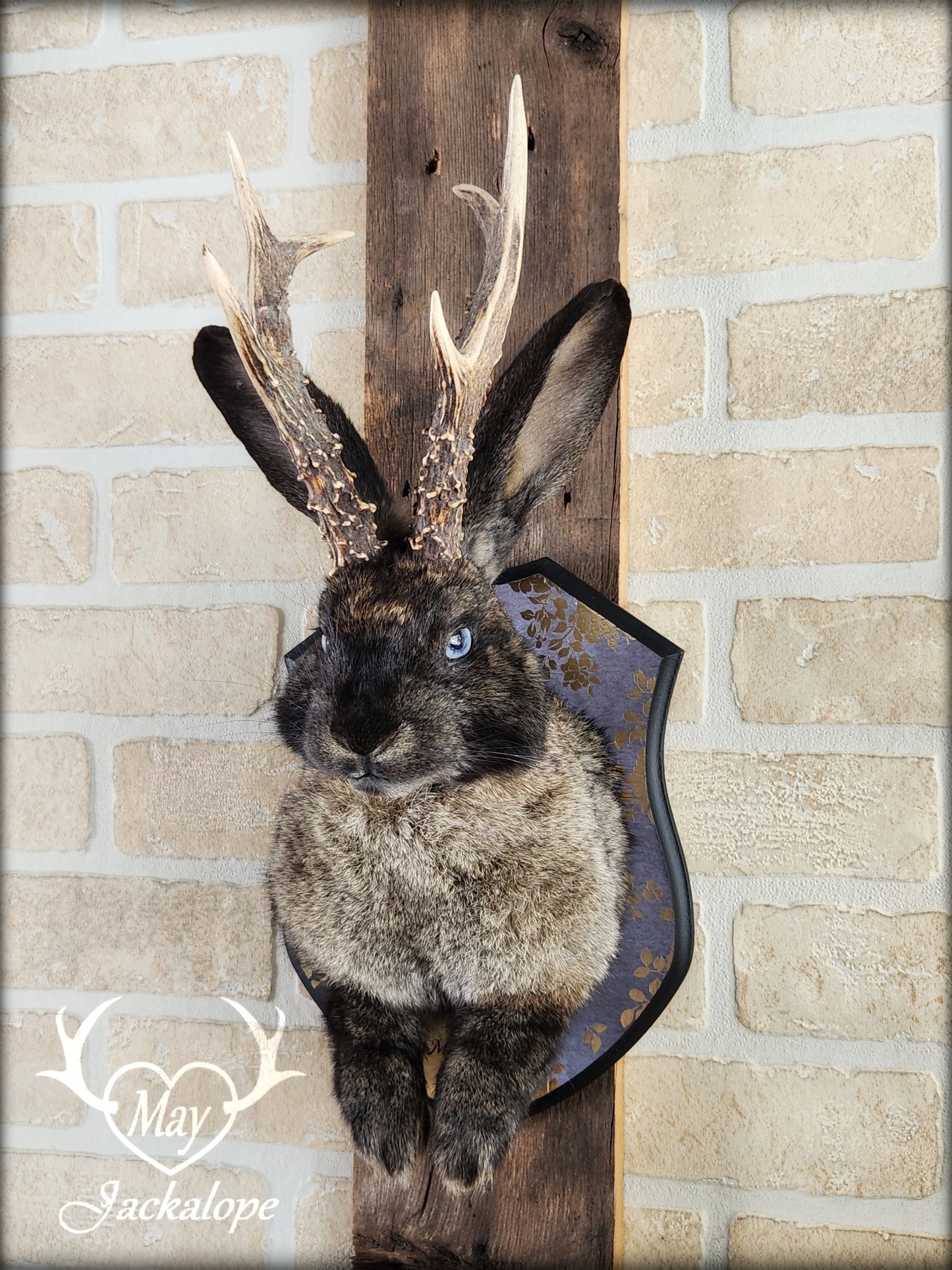 Dark brown Jackalope taxidermy with light blue eyes and real antlers, on a decorated plaque