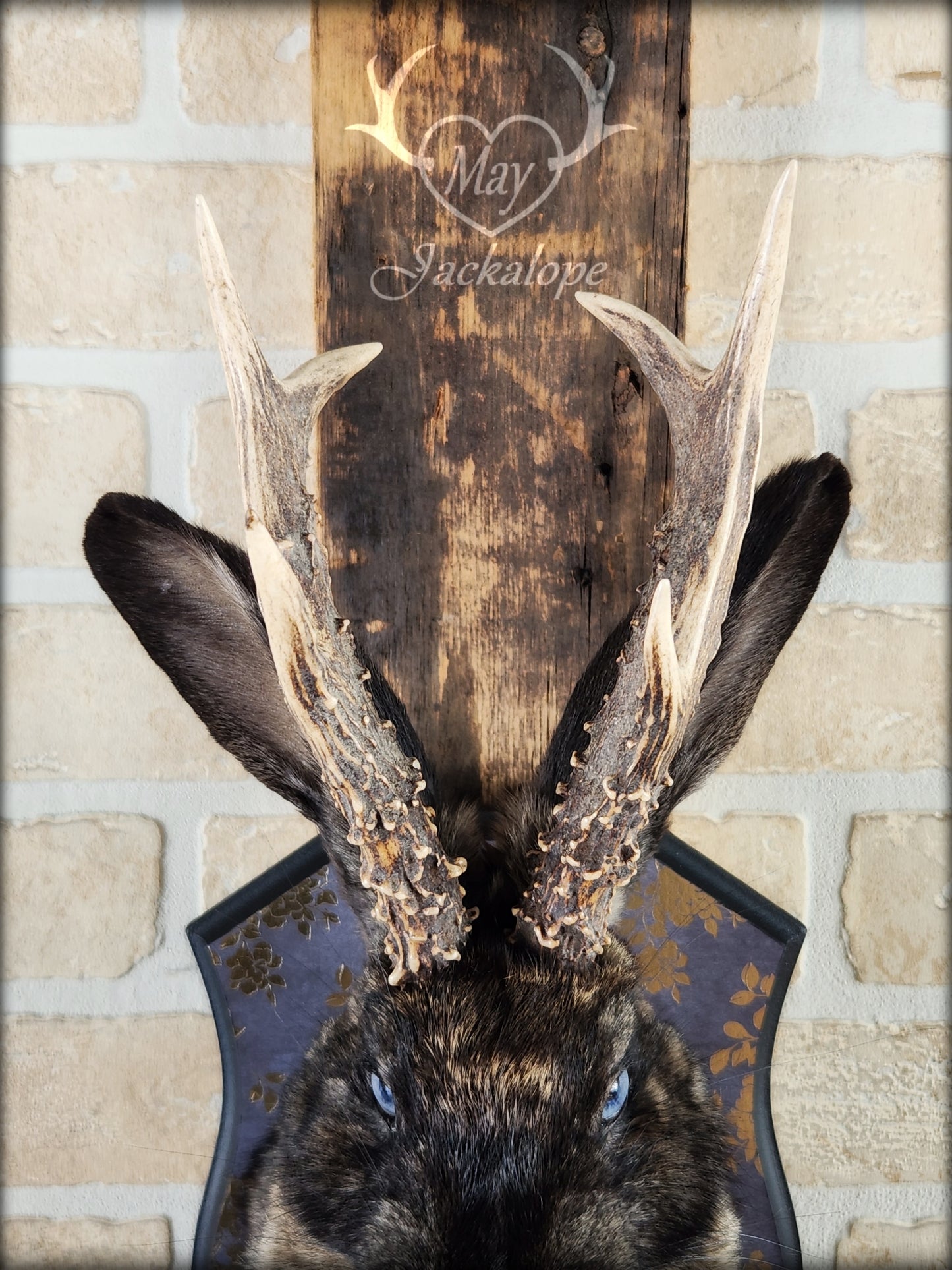 Dark brown Jackalope taxidermy with light blue eyes and real antlers, on a decorated plaque