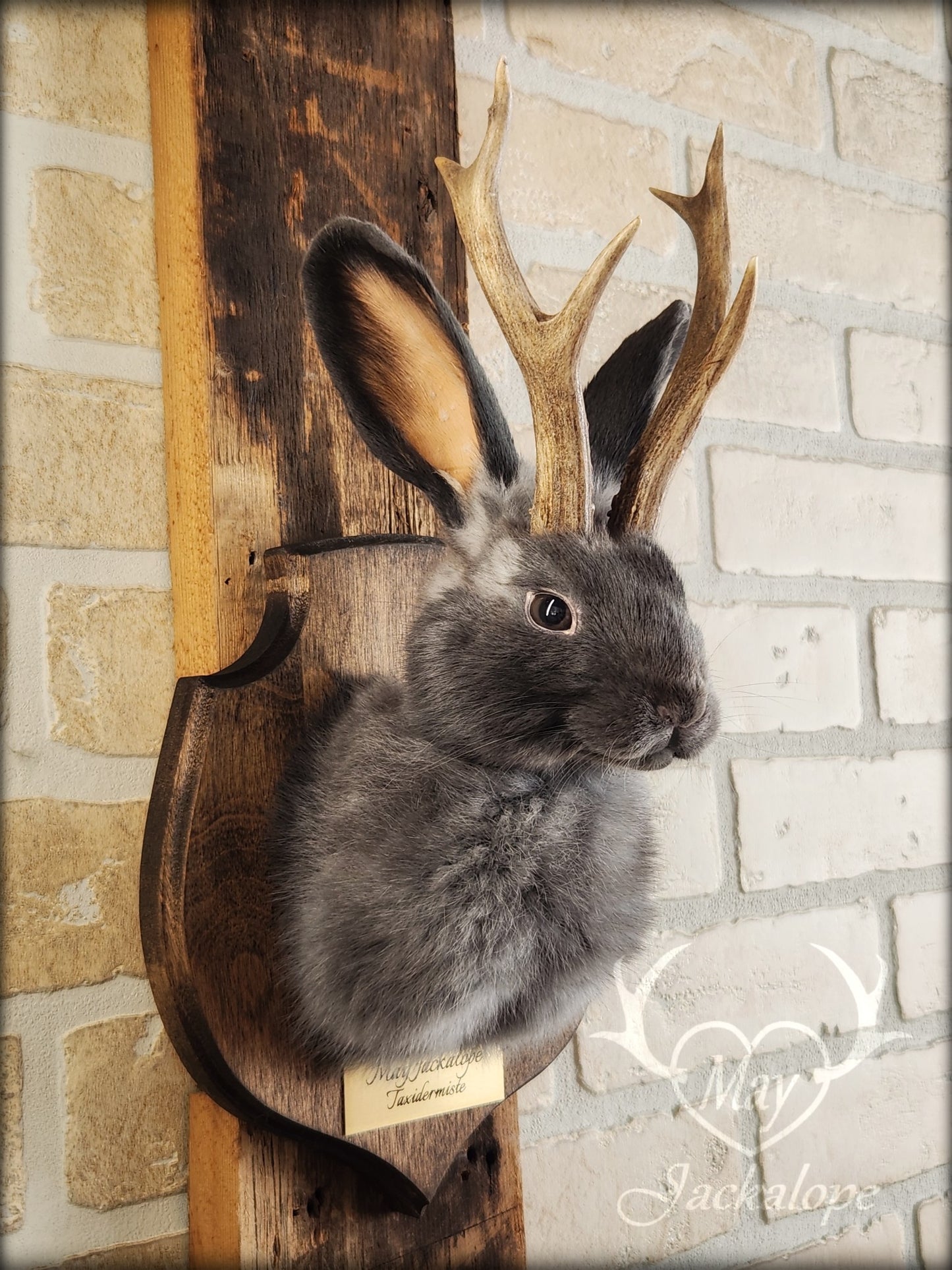 Small blue jackalope taxidermy with brown eyes & real antlers