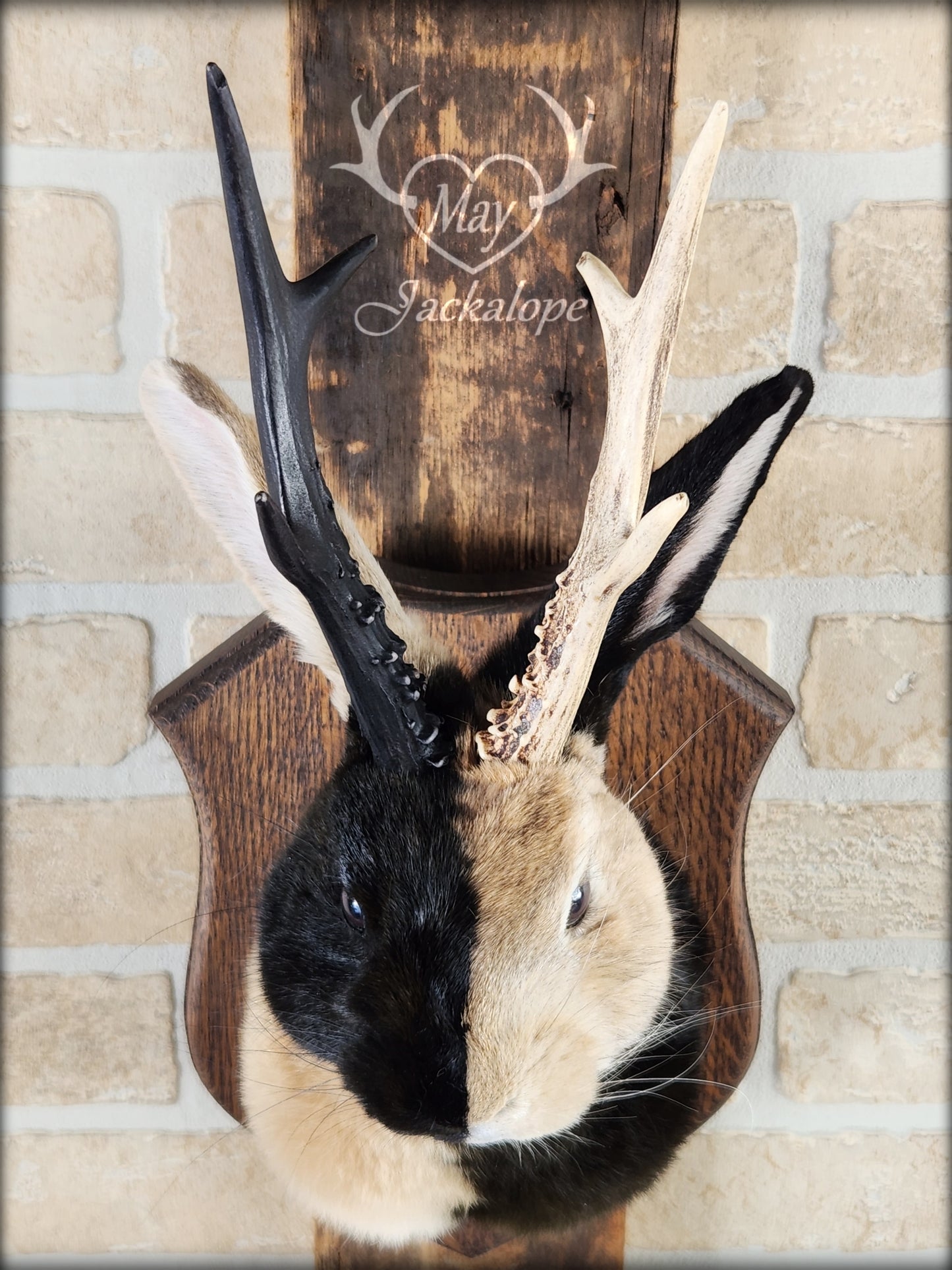 Harlequin Jackalope taxidermy with hazel eyes and real antlers