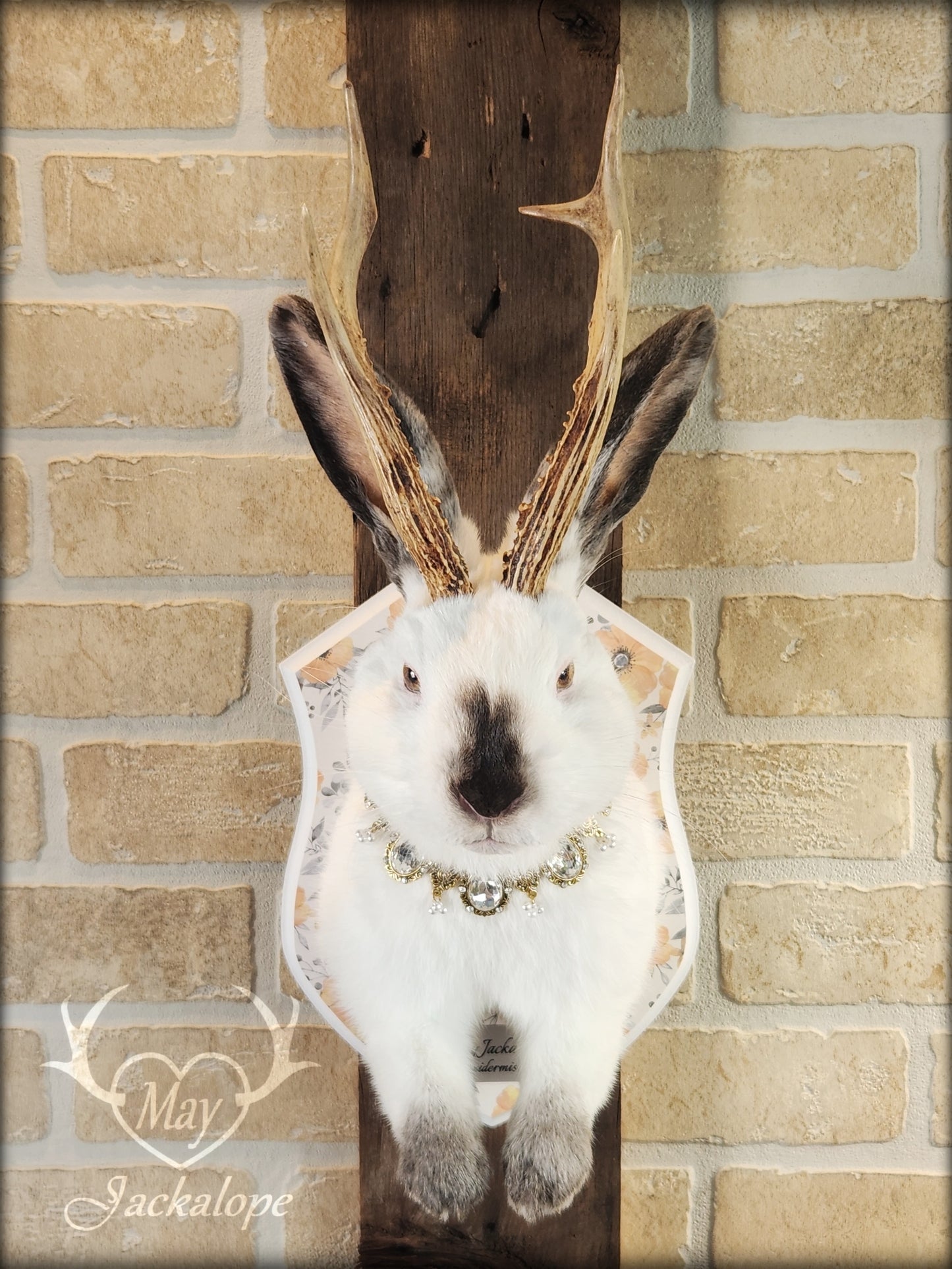 White and grey Jackalope taxidermy with yellow eyes and real antlers