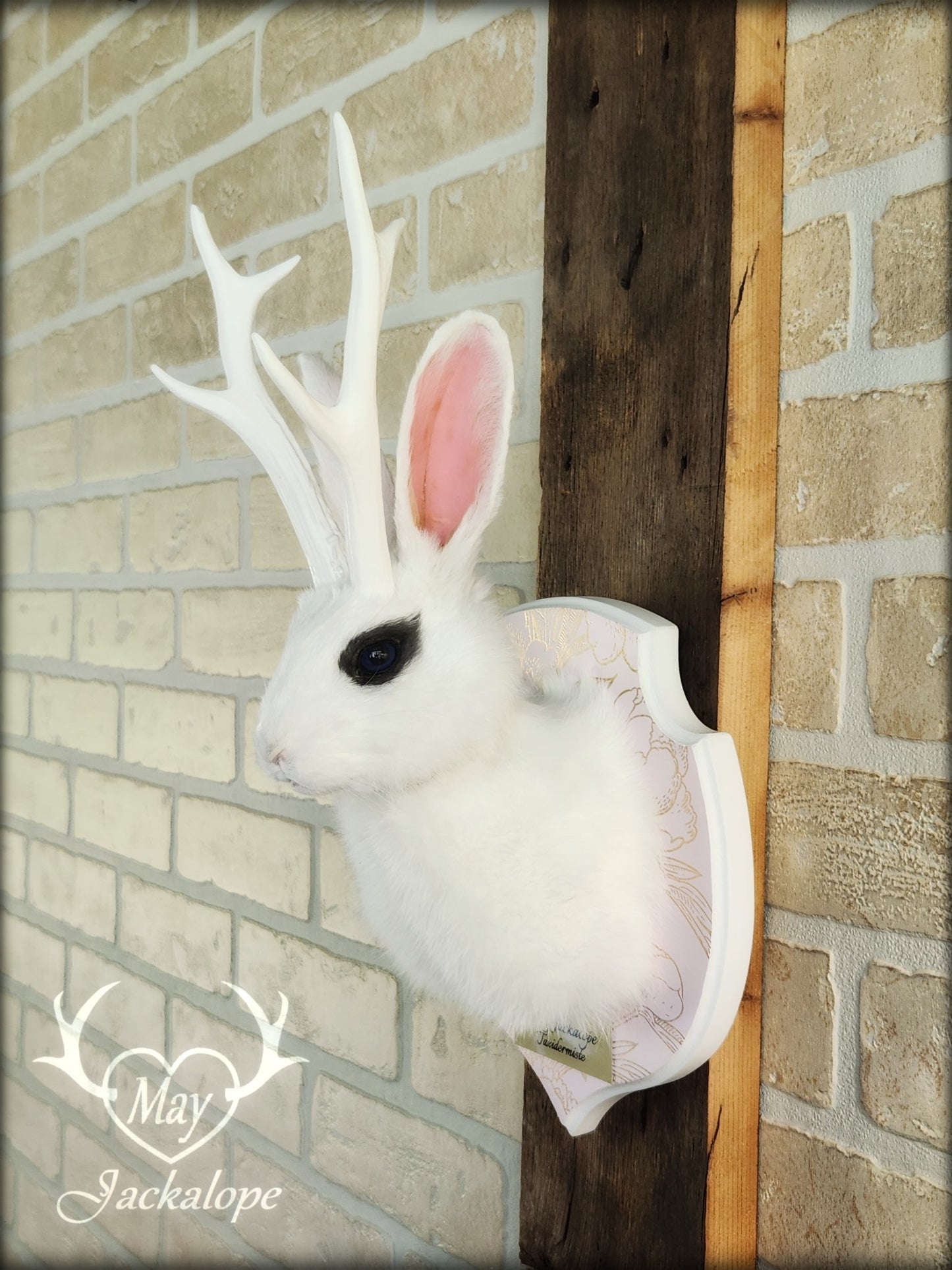 Petite taxidermie de jackalope blanc aux yeux bleus foncé avec réplique de panache.