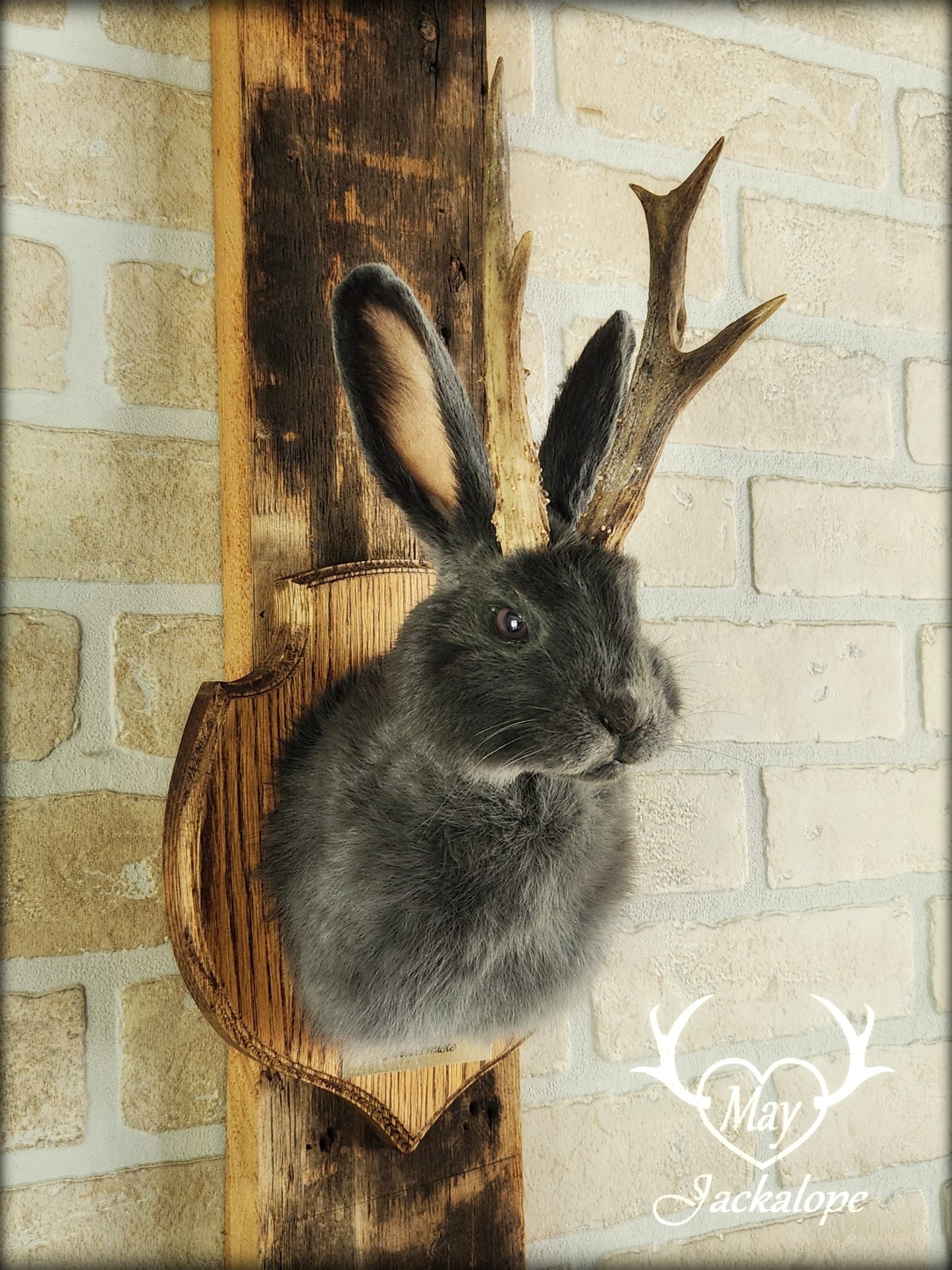 Petite taxidermie de jackalope gris-bleu aux yeux foncés avec vrai panache.