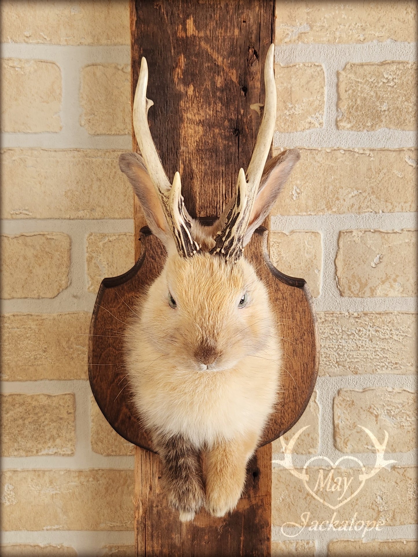 Small jackalope taxidermy, harlequin fur with blue eyes & real antlers