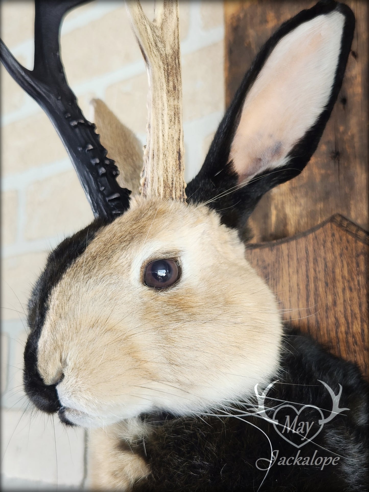 Harlequin Jackalope taxidermy with hazel eyes and real antlers