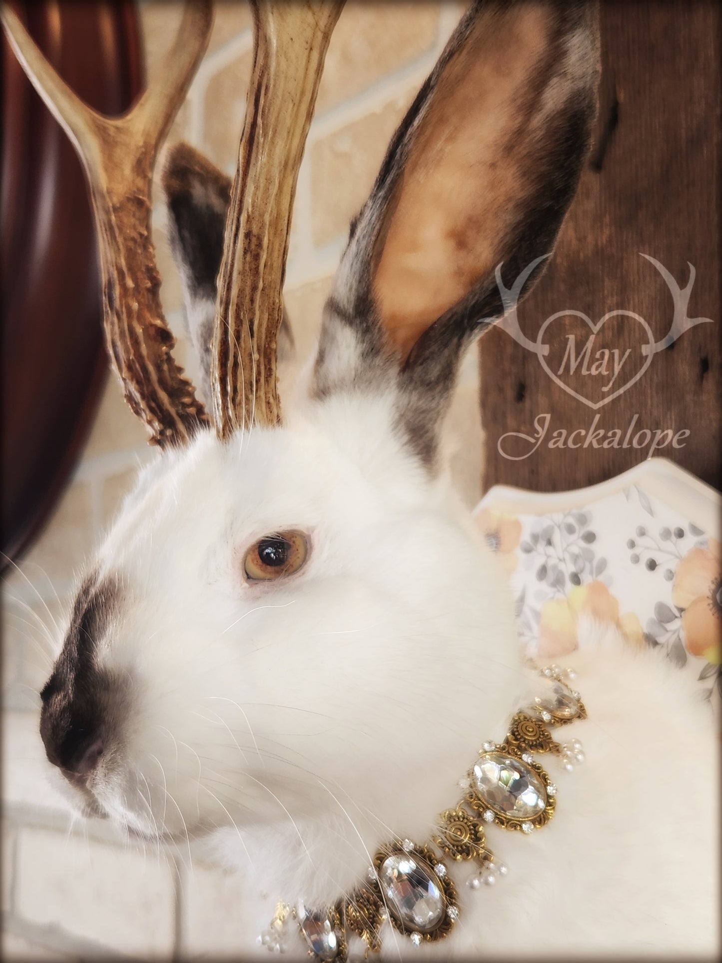 White and grey Jackalope taxidermy with yellow eyes and real antlers