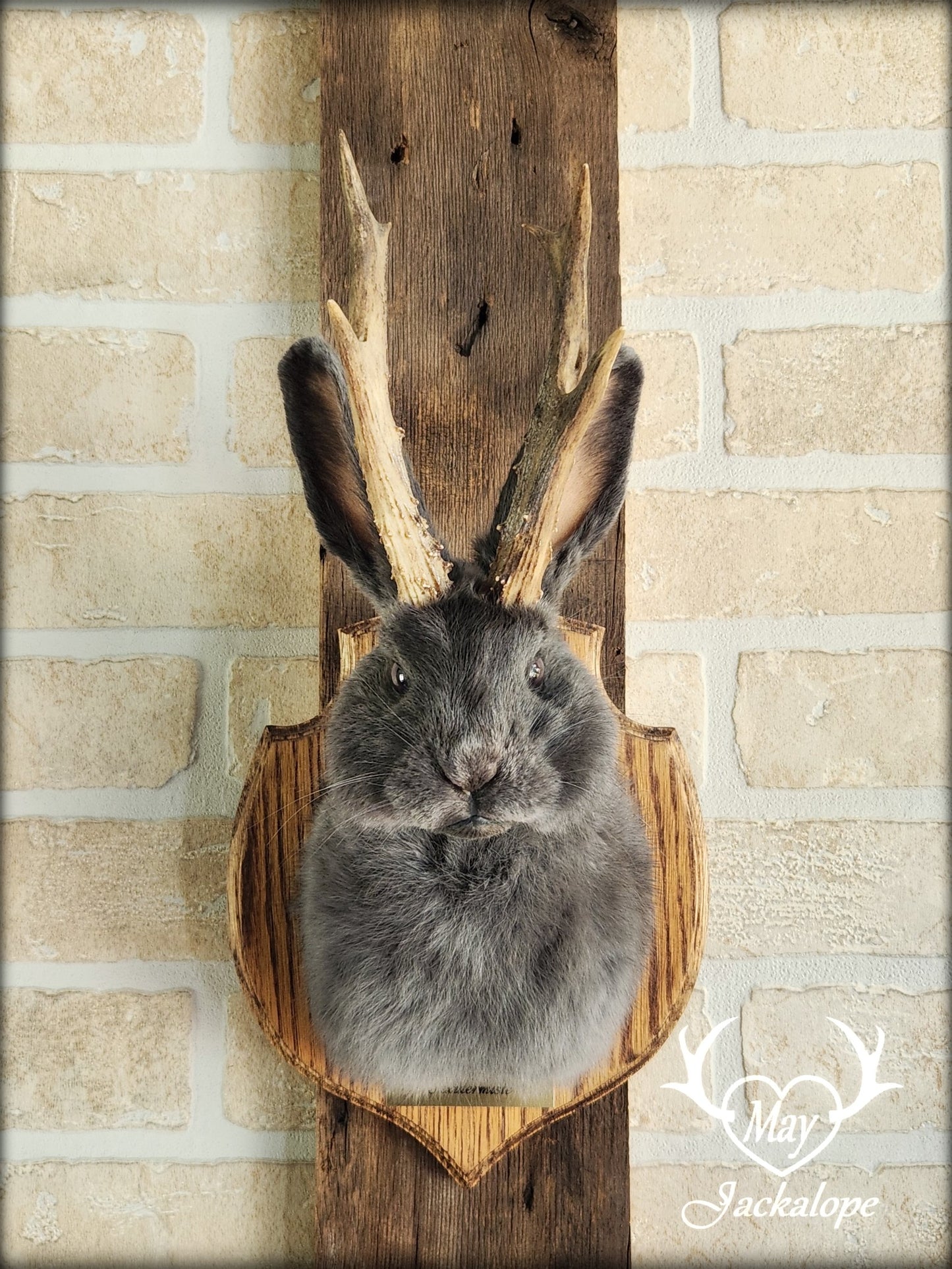 Petite taxidermie de jackalope gris-bleu aux yeux foncés avec vrai panache.