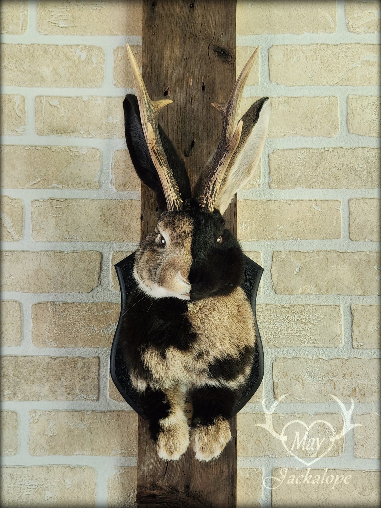 Taxidermie de Jackalope Harlequin brun