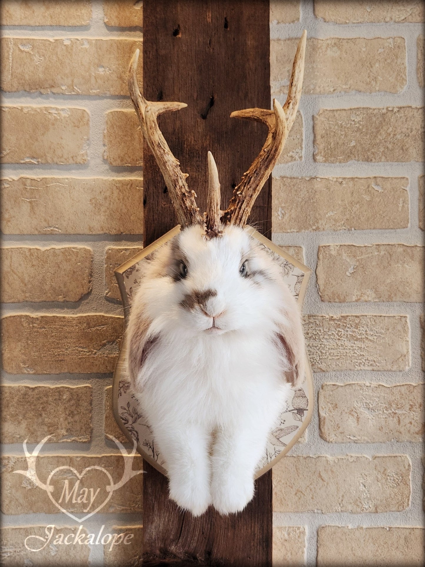 White and light brown jackalope taxidermy with grey eyes & real antlers