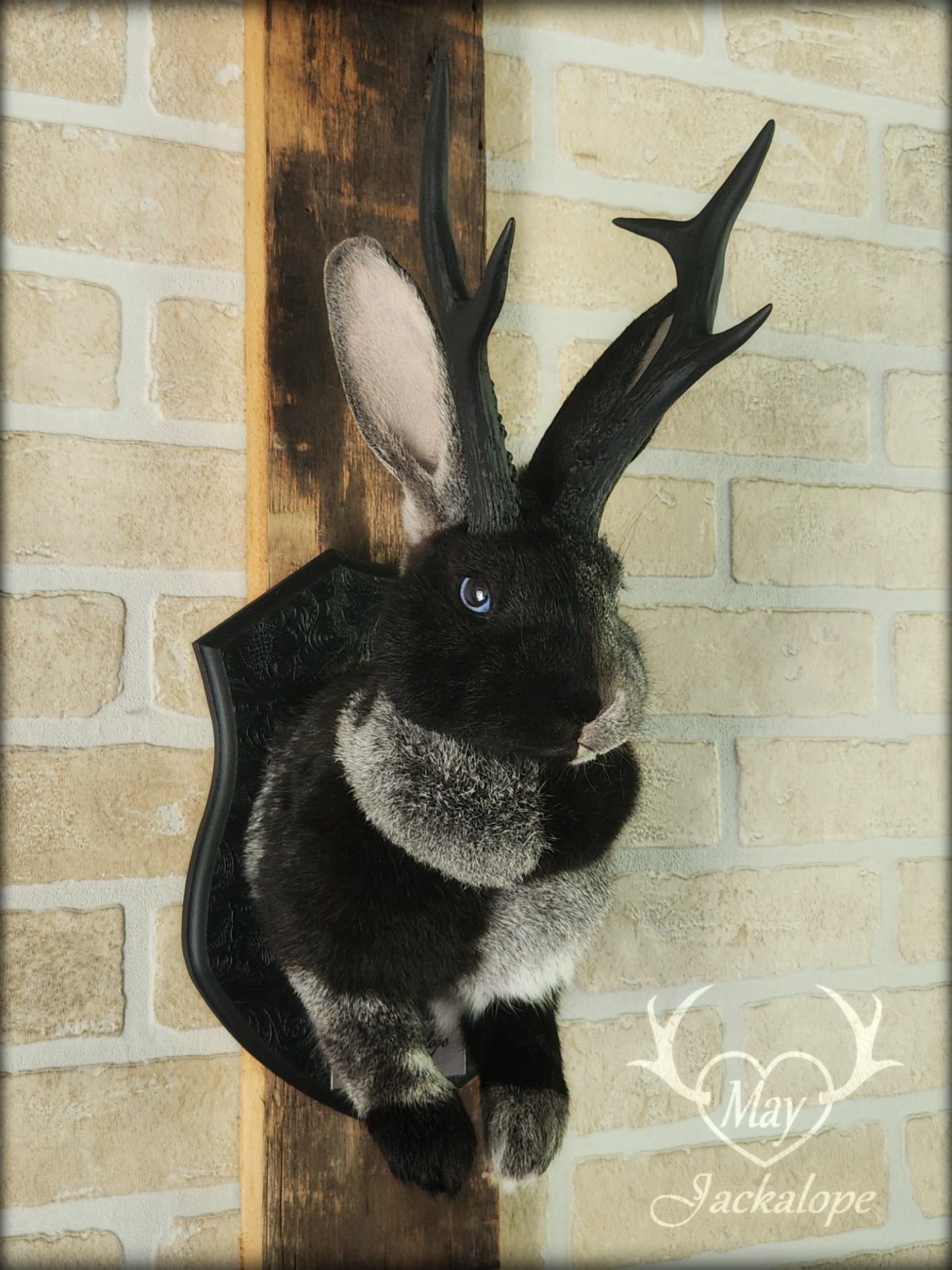 Grey harlequin jackalope taxidermy