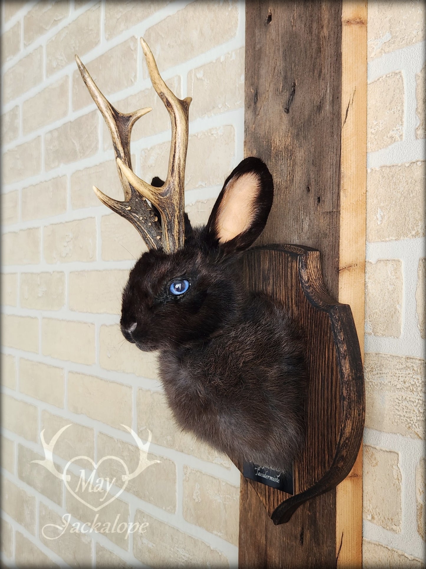 Small black jackalope taxidermy with blue eyes & real antlers