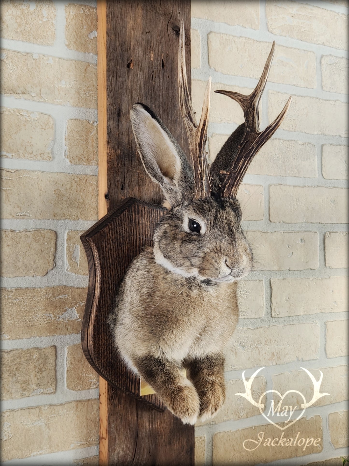 Taxidermie de Jackalope brun naturel avec des yeux foncés et de vraies bois.